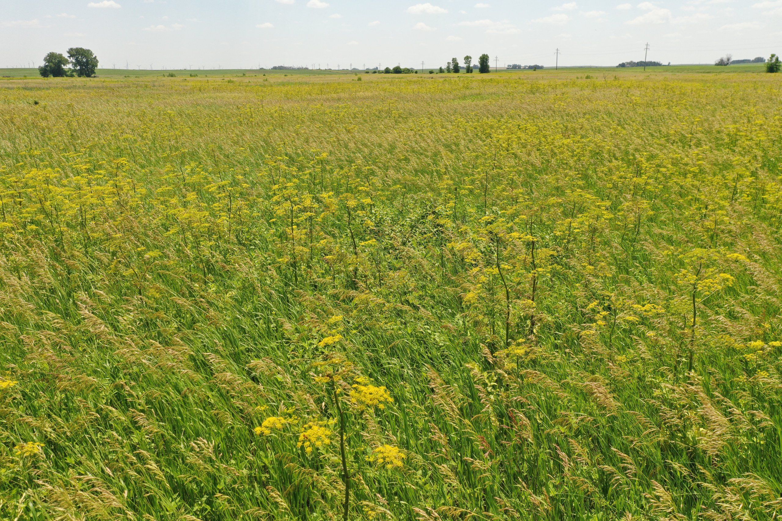 Listing Photo: Hamilton County Iowa Farmland For Sale