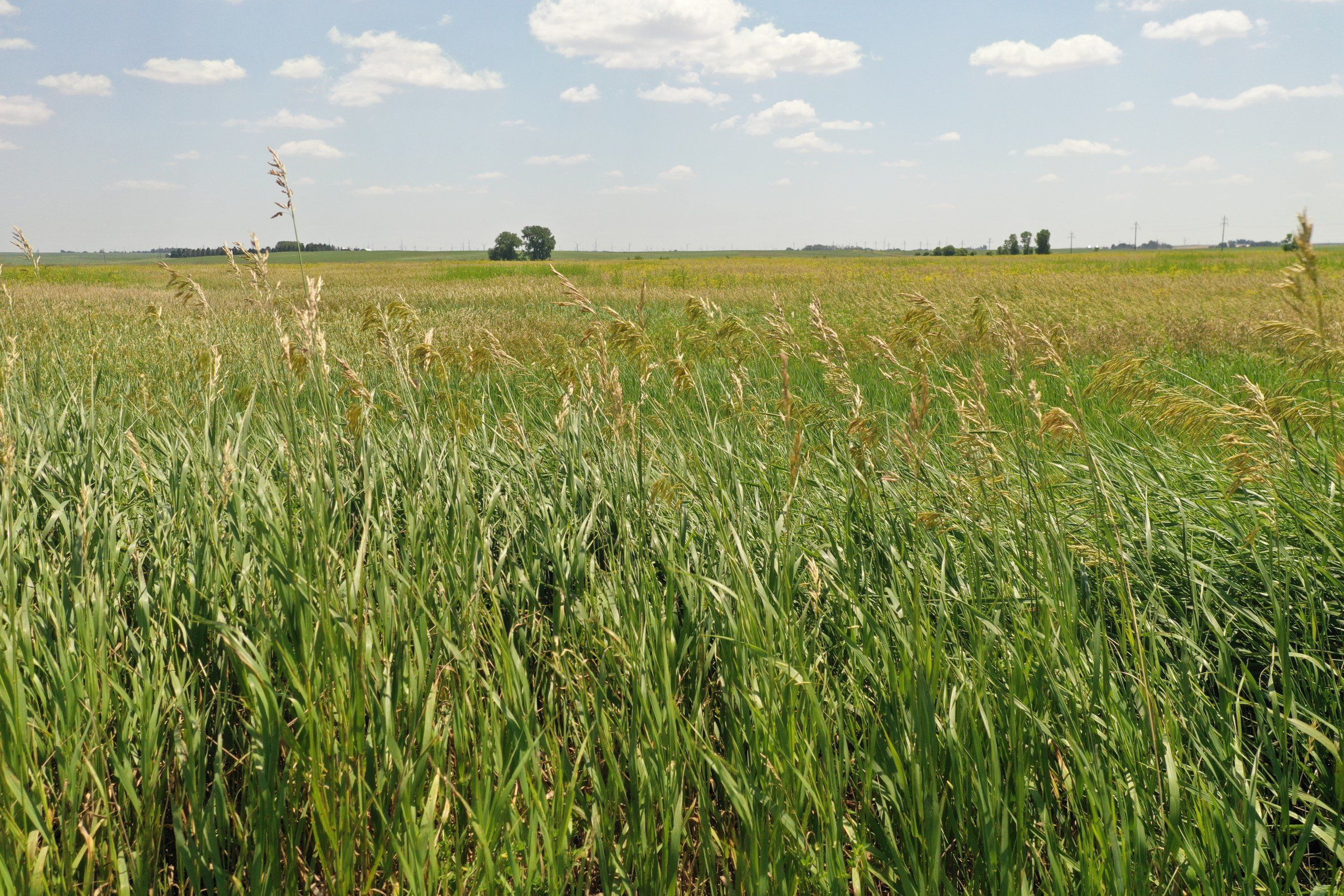 Listing Photo: Hamilton County Iowa Farmland For Sale