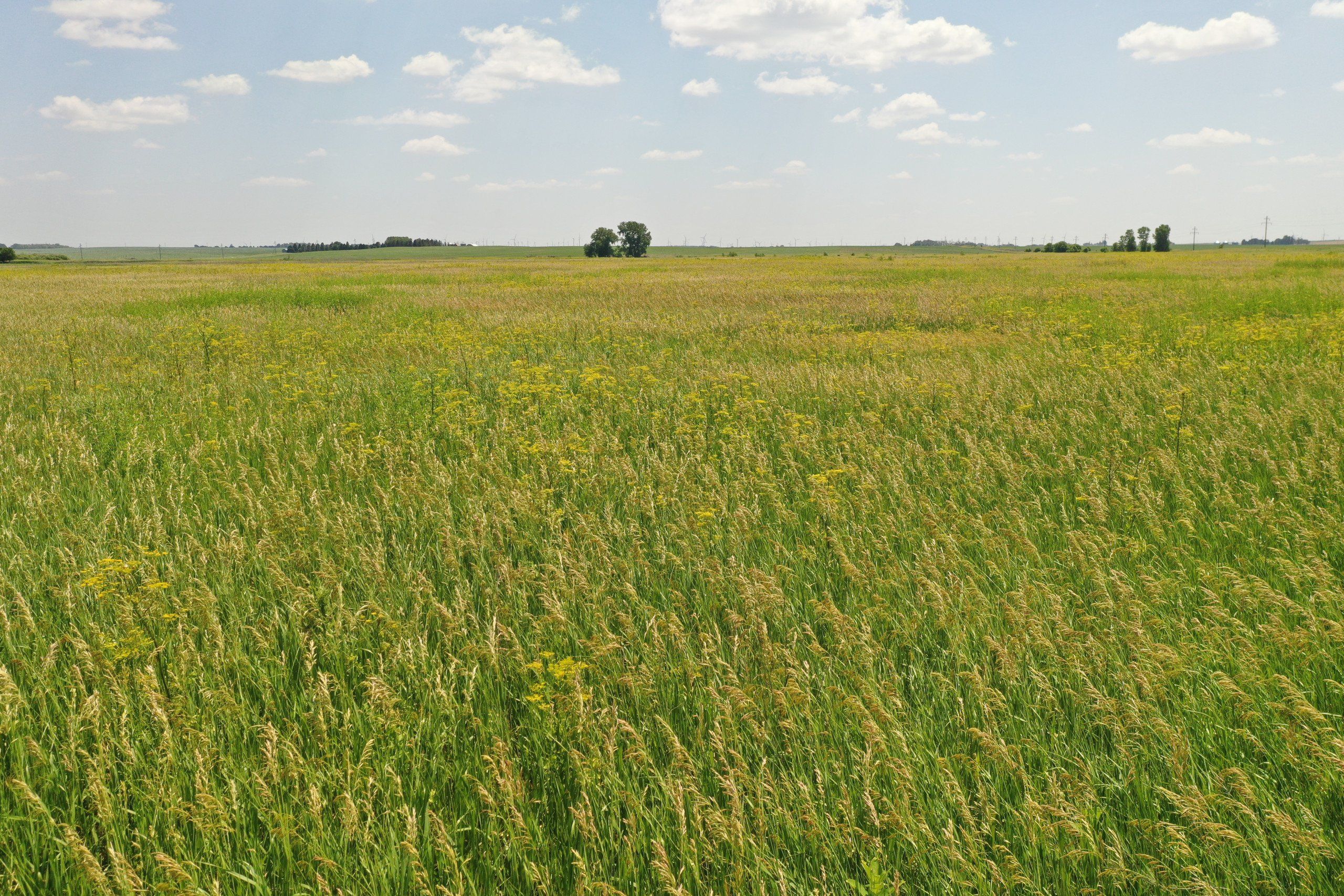 Listing Photo: Hamilton County Iowa Farmland For Sale