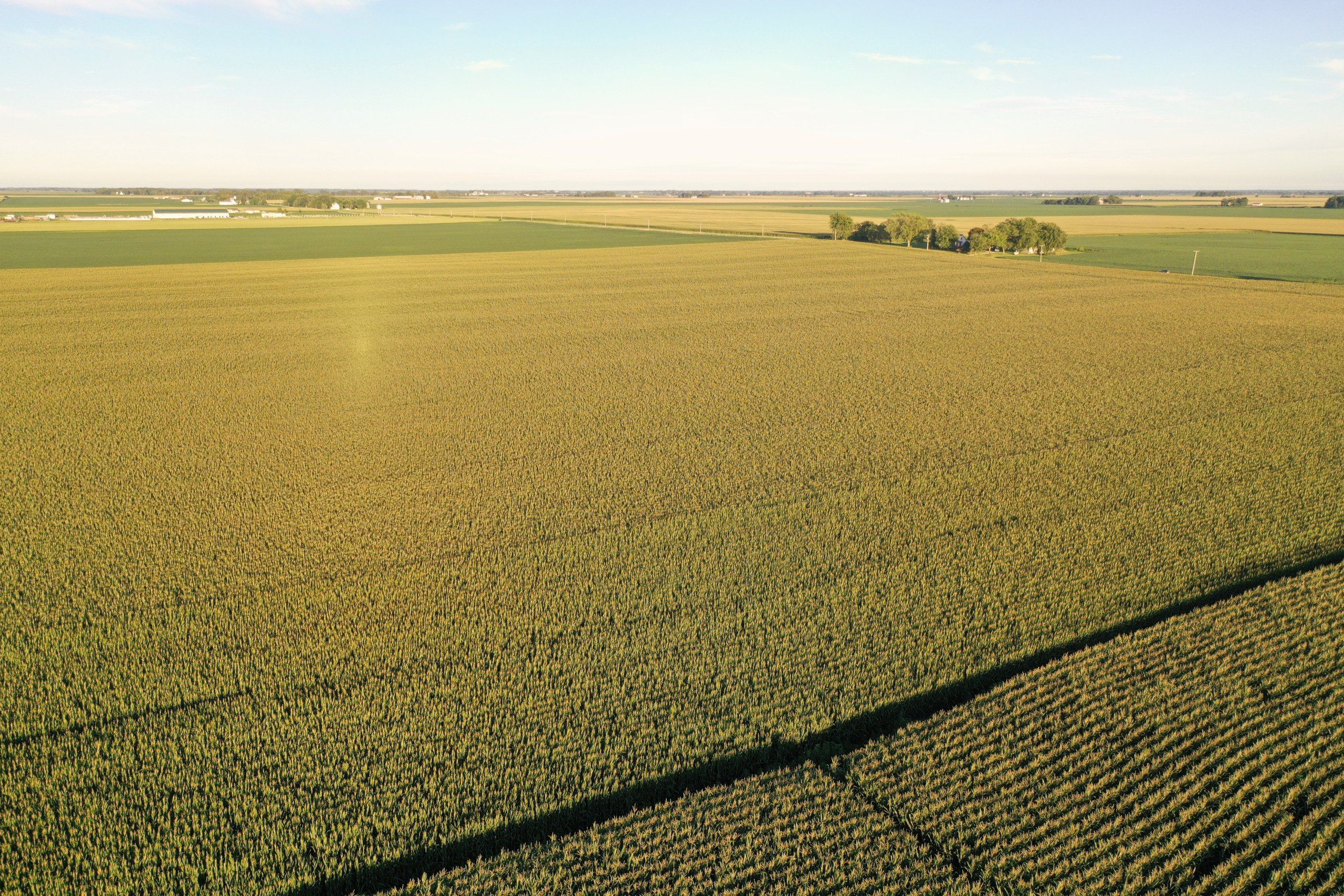 Listing Photo: land-kankakee-county-illinois-79-acres-listing-number-16342-Ground 4-0.jpg