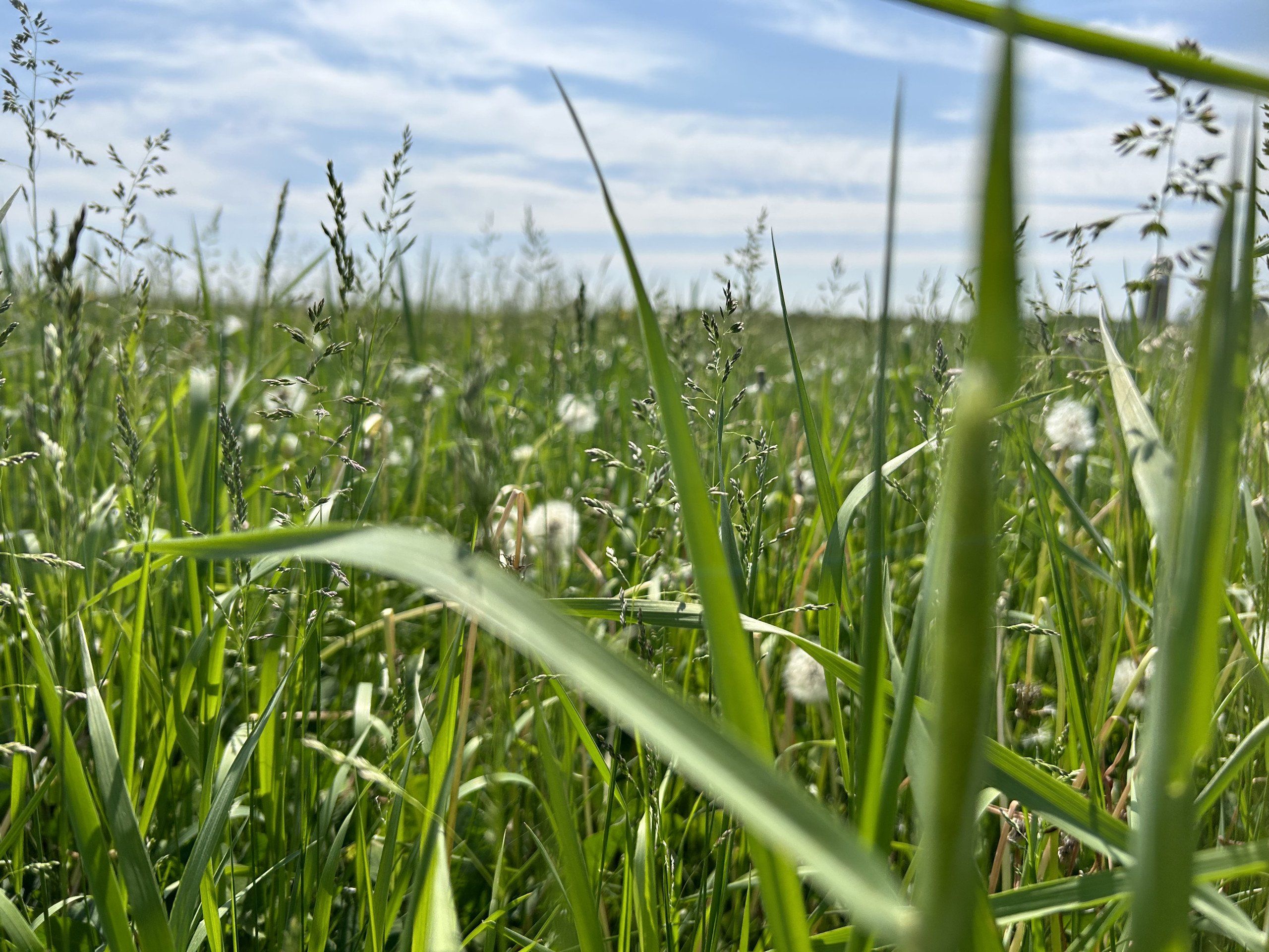 Listing Photo: Taylor County Farmland For Sale