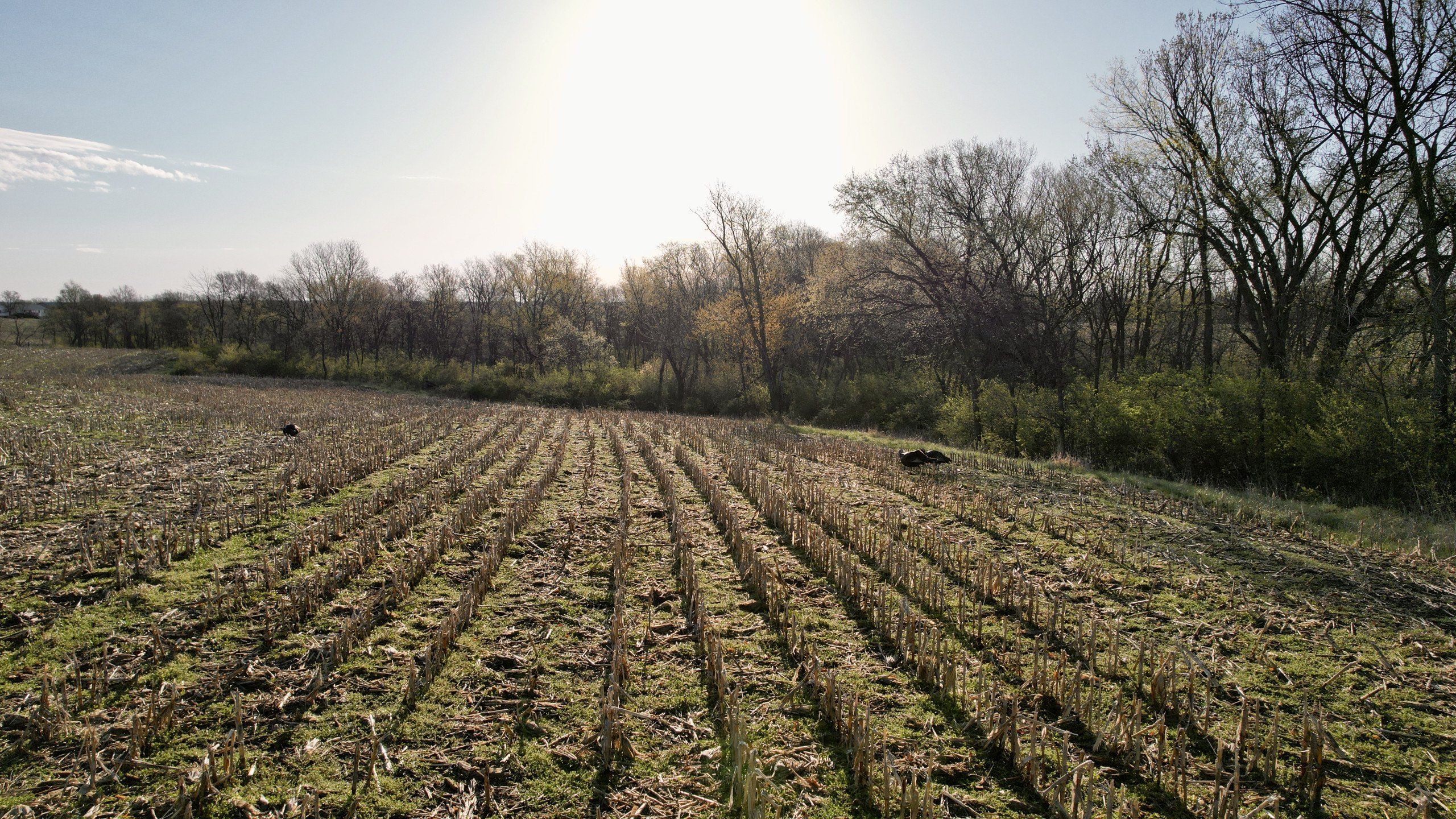 Listing Photo: land-marion-county-iowa-173-acres-listing-number-16784-DJI_0141-0.jpg