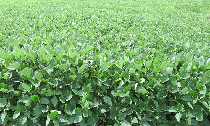 Listing Photo: Soybeans, 7.25.25