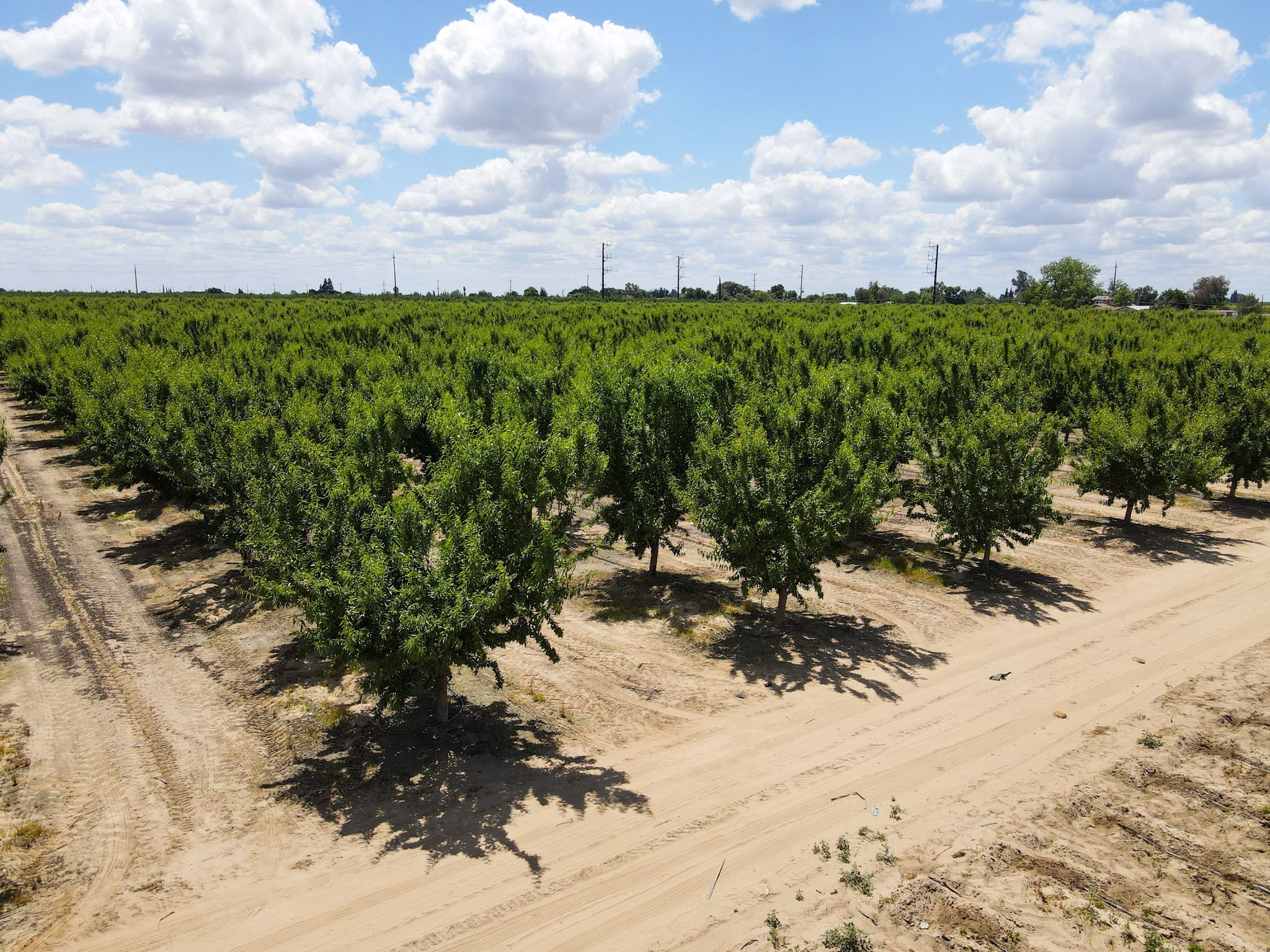 Listing Photo: Fresno-County-California-25-Acres-Greenwood-Ave-Almonds-Sale