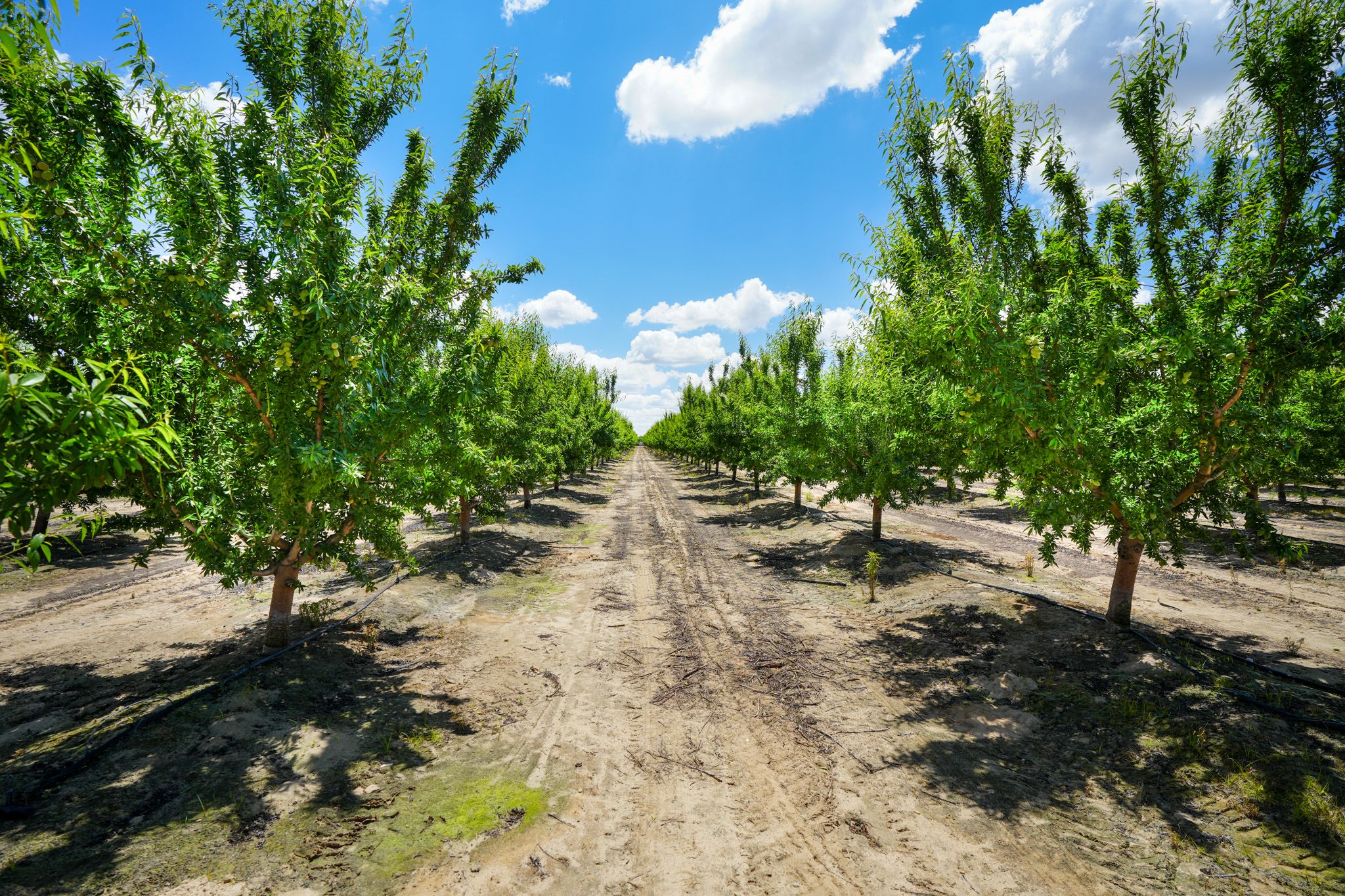 Listing Photo: Fresno-County-California-25-Acres-Greenwood-Ave-Almonds-Sale