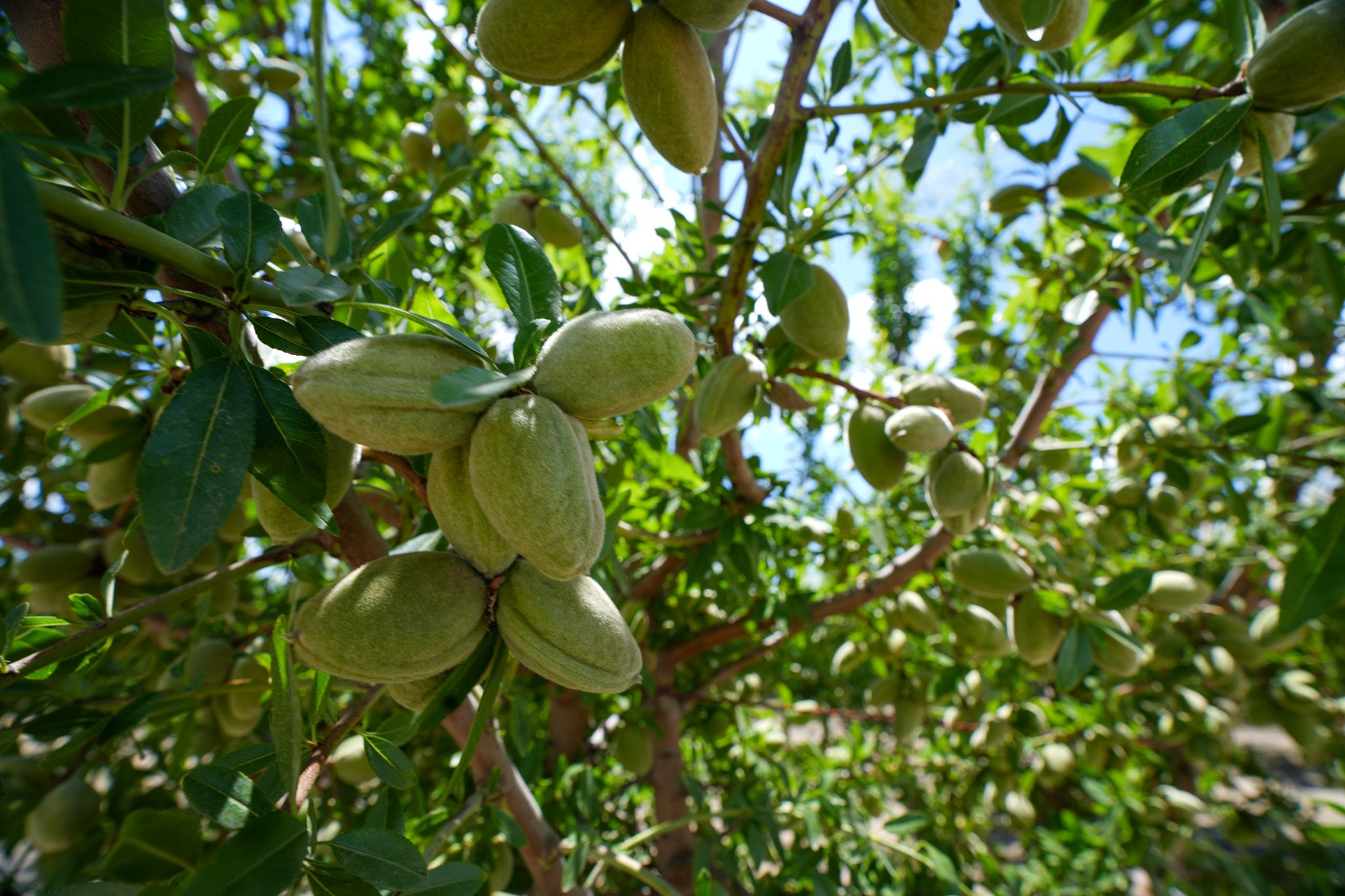 Listing Photo: Fresno-County-California-25-Acres-Greenwood-Ave-Almonds-Sale