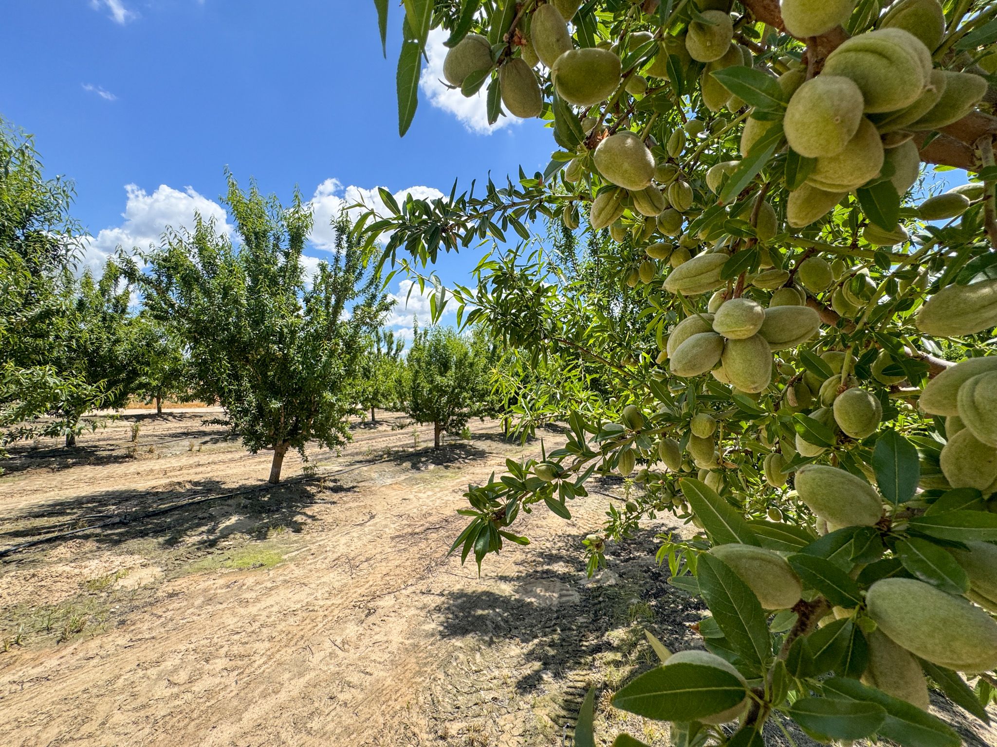 Listing Photo: Fresno-County-California-25-Acres-Greenwood-Ave-Almonds-Sale