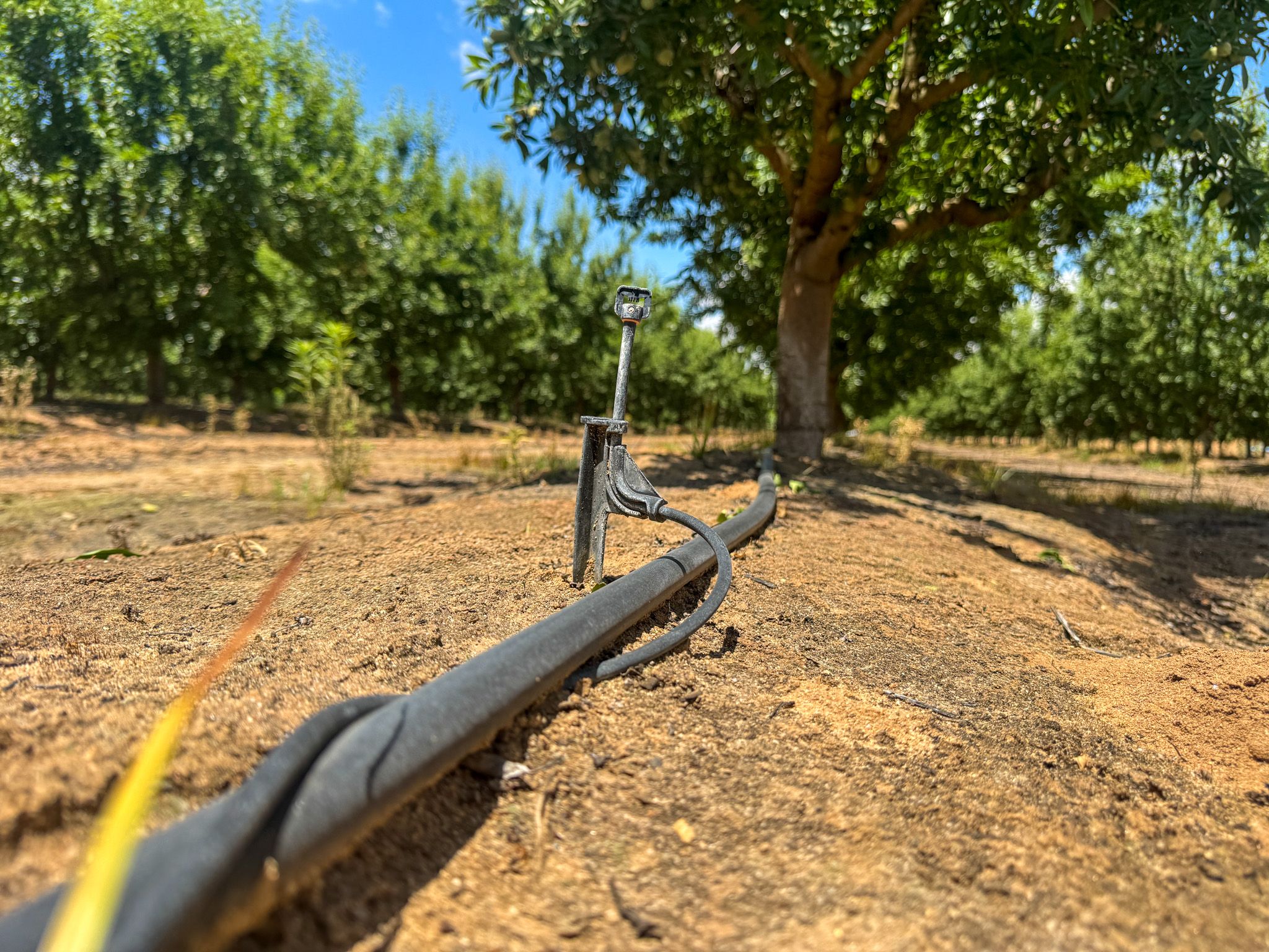 Listing Photo: Fresno-County-California-25-Acres-Greenwood-Ave-Almonds-Sale