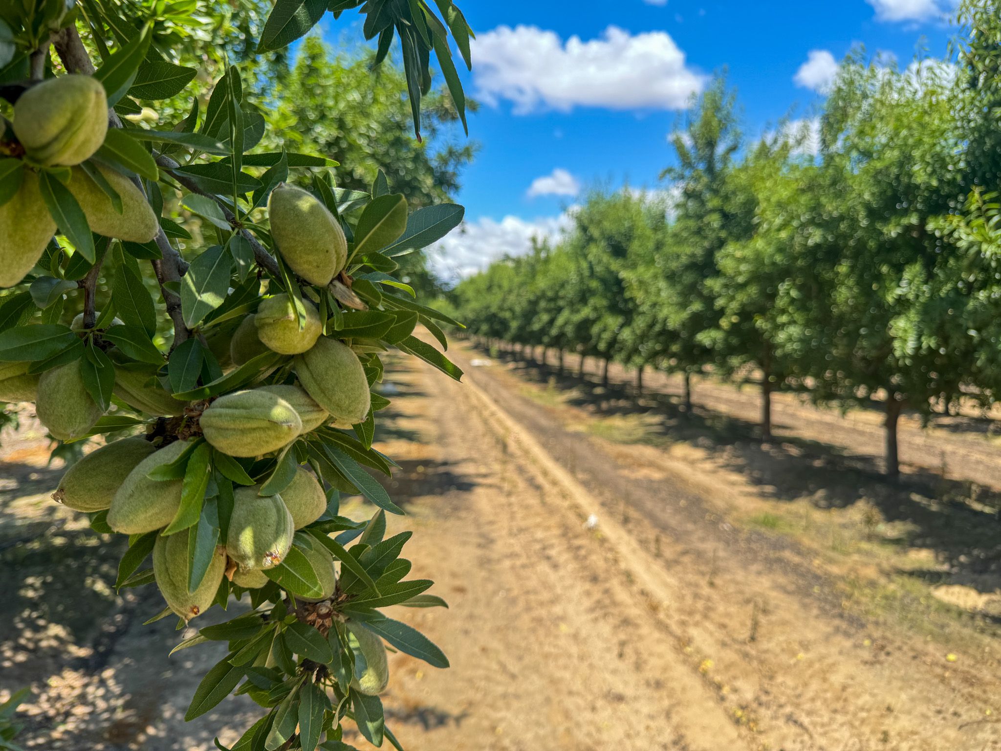 Listing Photo: Fresno-County-California-25-Acres-Greenwood-Ave-Almonds-Sale