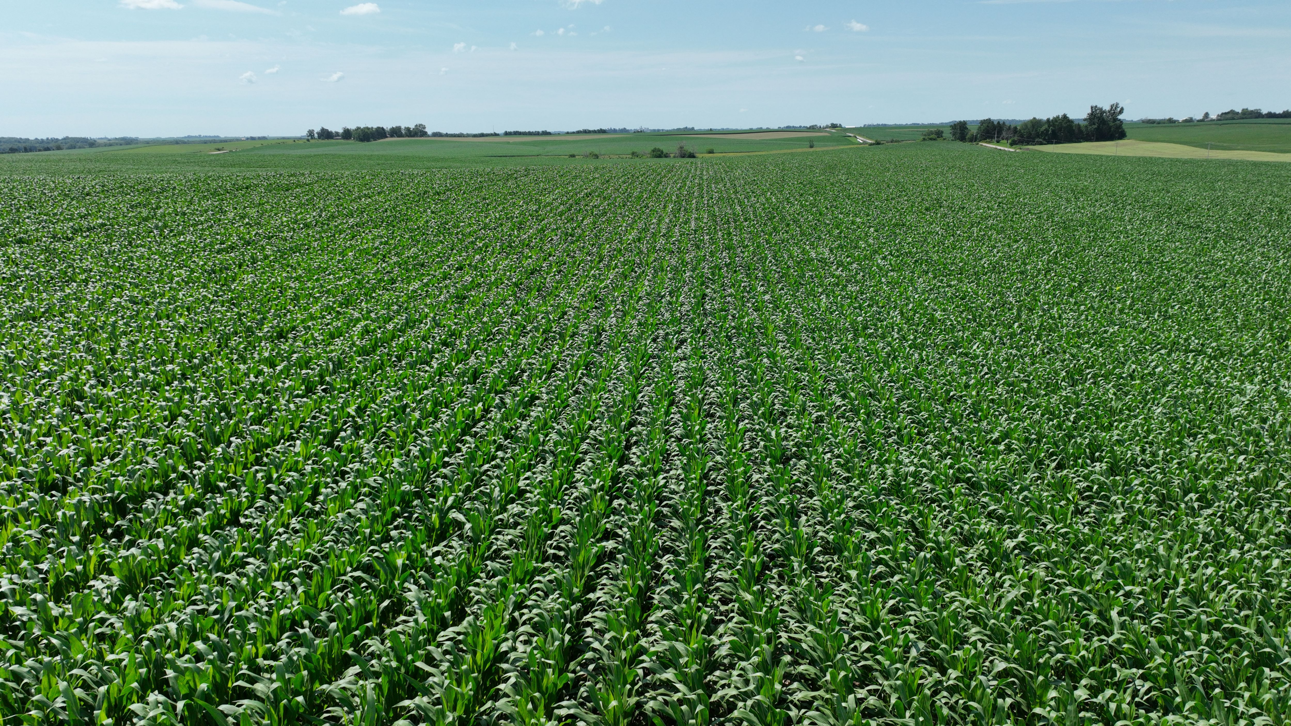 Listing Photo: 83 Acres M/L of Tama County Farmland Selling at Public Auction