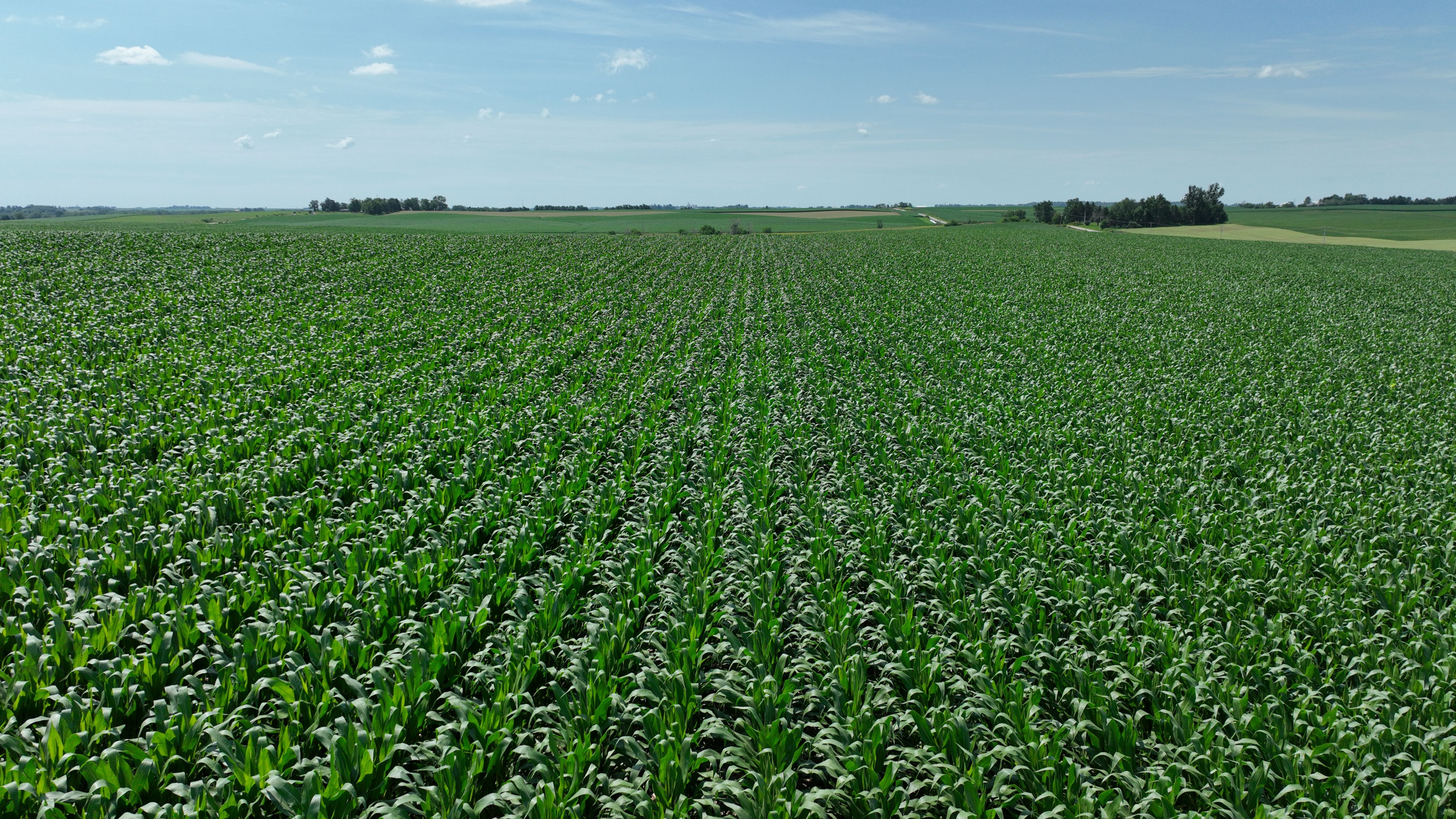 Listing Photo: 83 Acres M/L of Tama County Farmland Selling at Public Auction