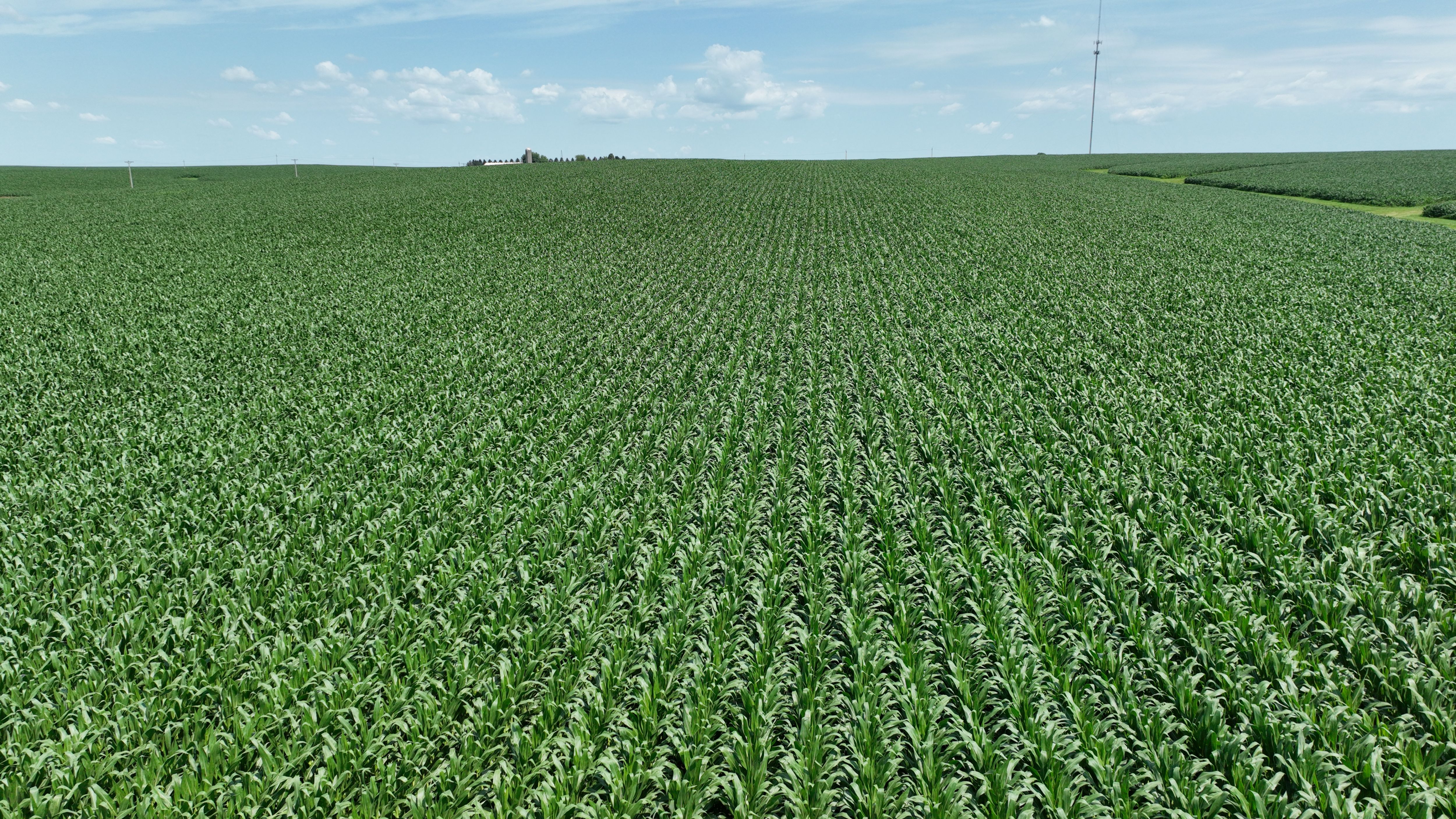 Listing Photo: 83 Acres M/L of Tama County Farmland Selling at Public Auction