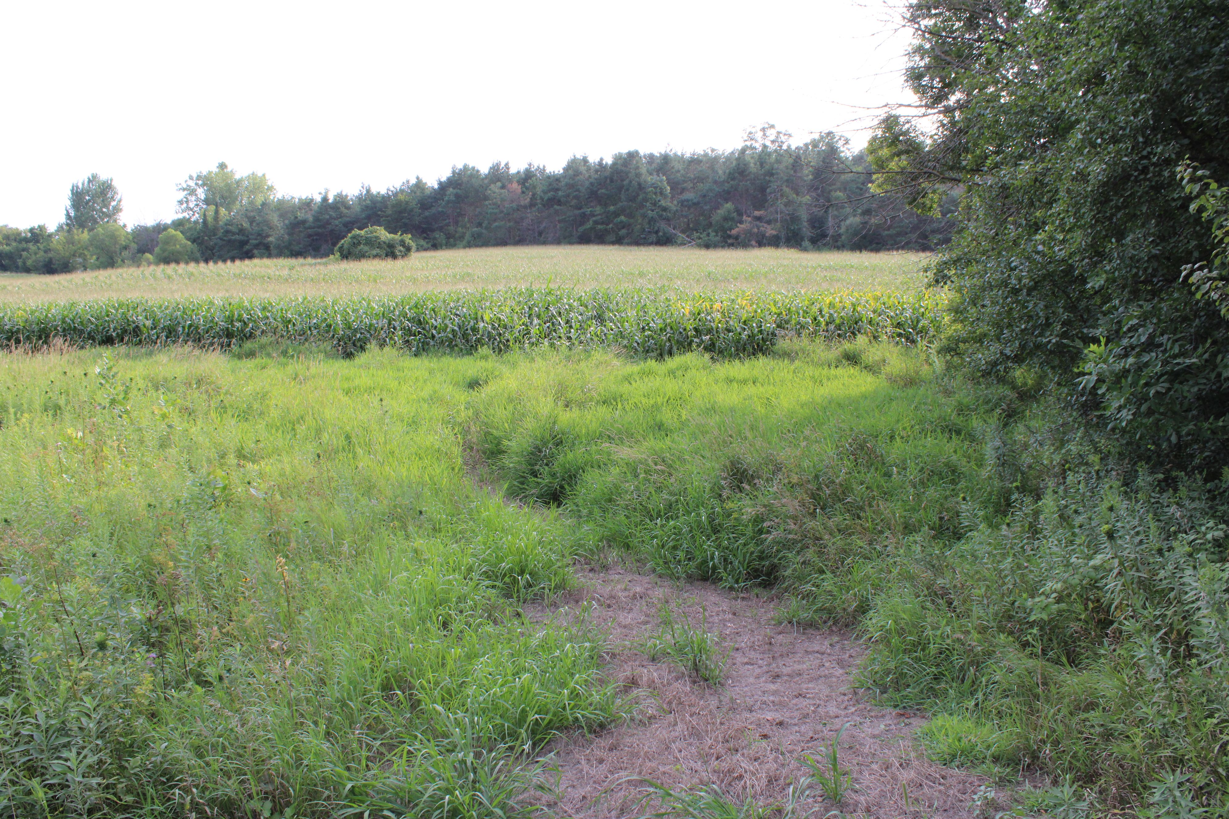 Listing Photo: Olmsted County Minnesota Land For Sale