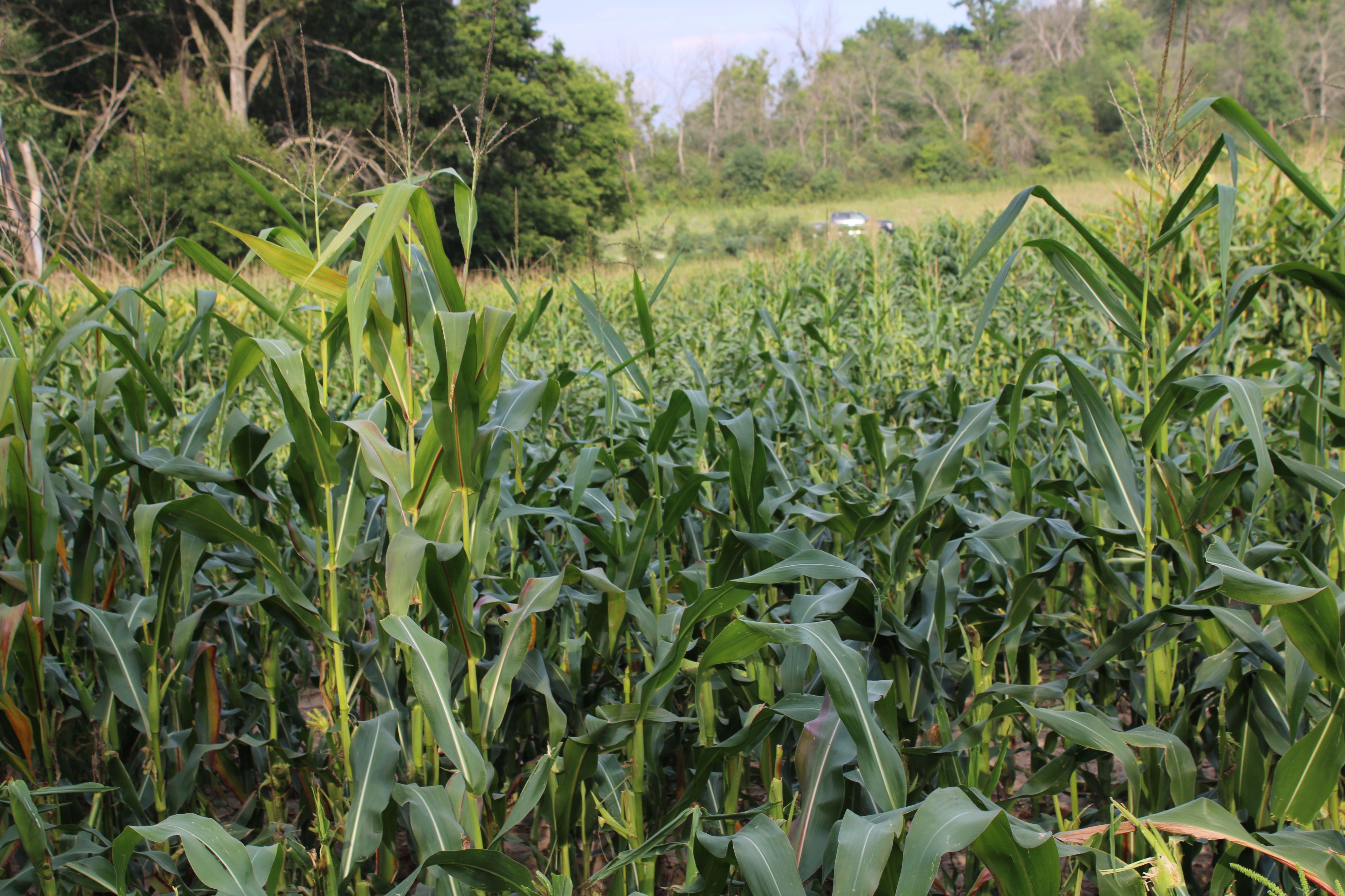 Listing Photo: Olmsted County Minnesota Land For Sale