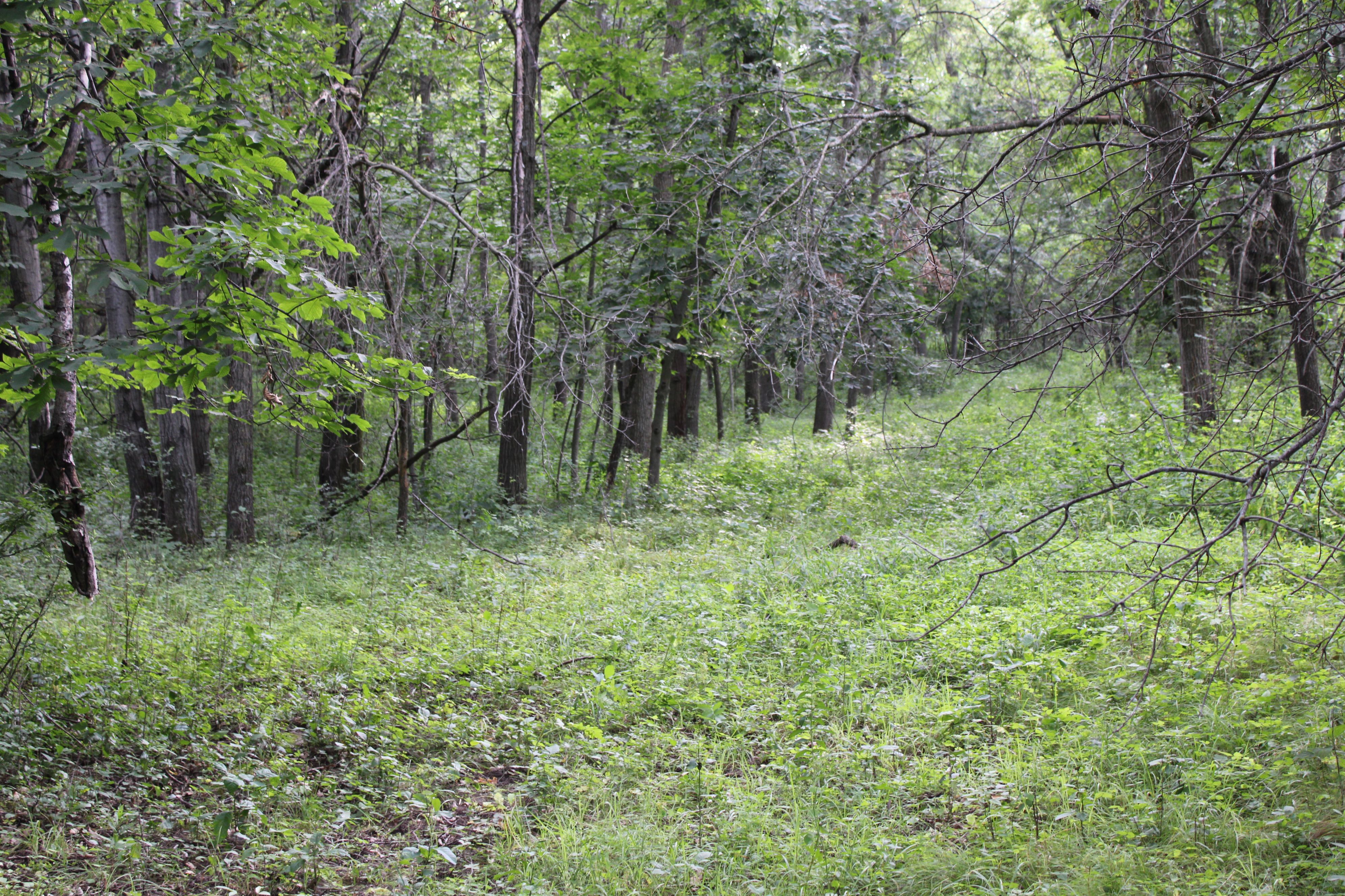 Listing Photo: Olmsted County Minnesota Land For Sale