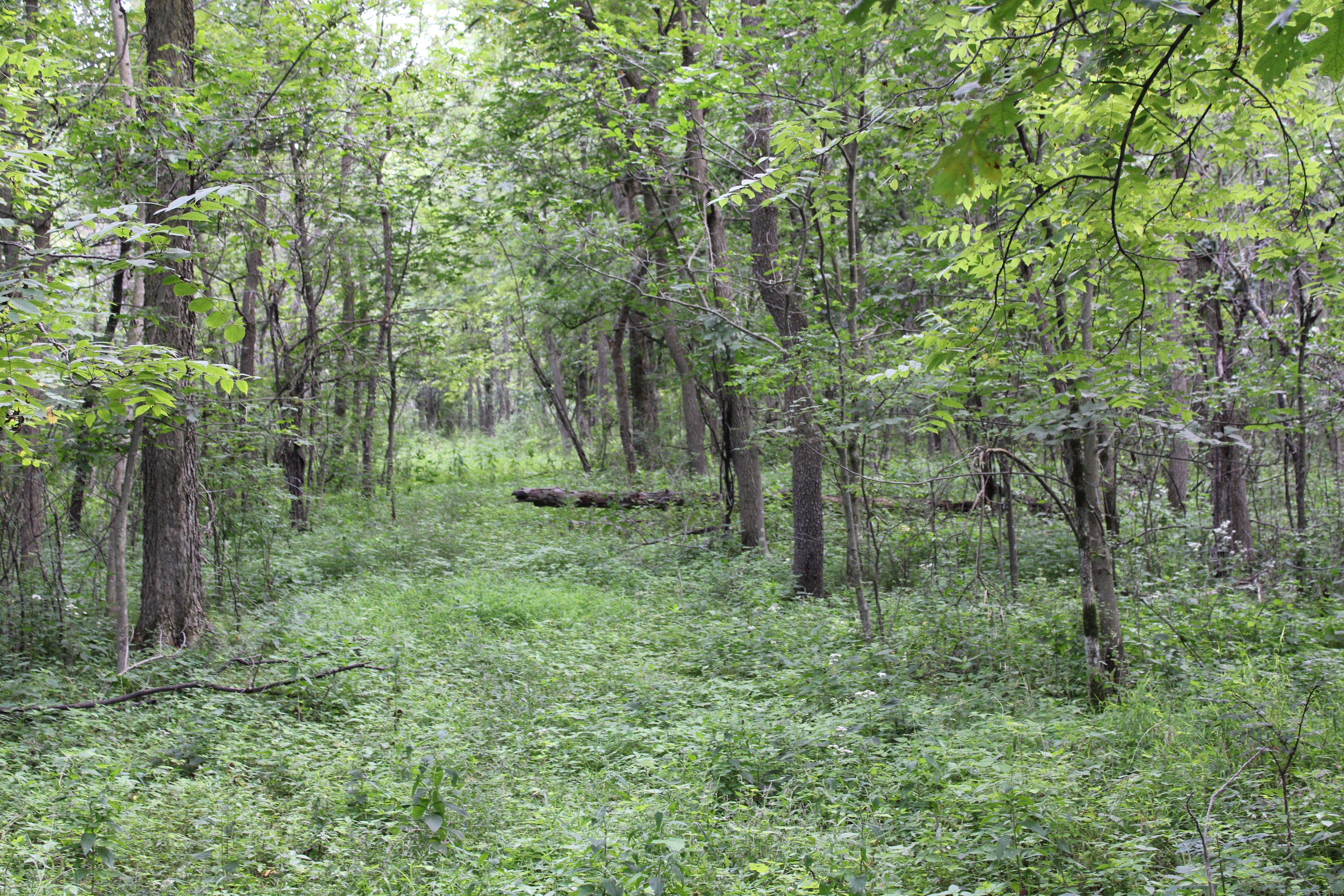 Listing Photo: Olmsted County Minnesota Land For Sale