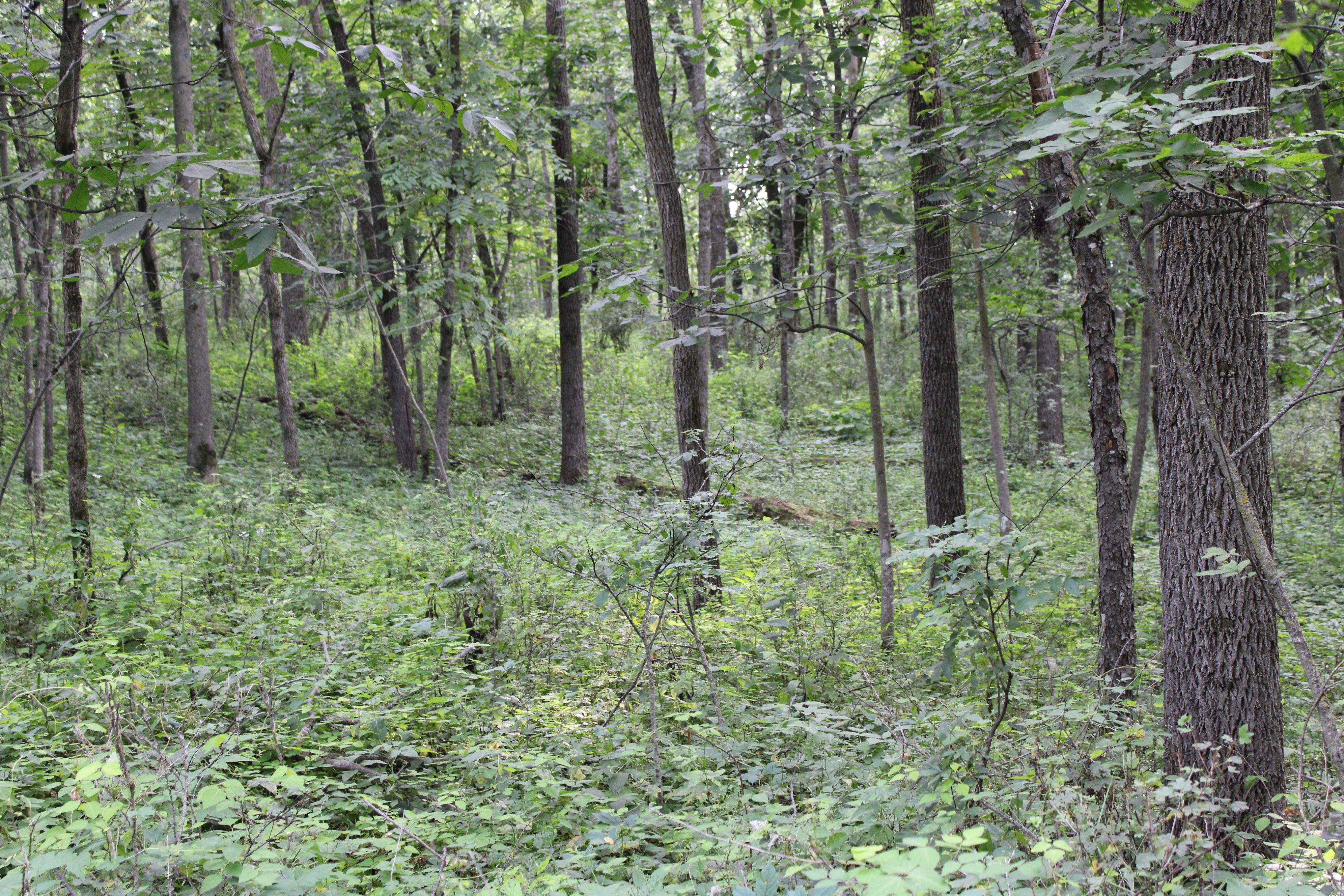 Listing Photo: Olmsted County Minnesota Land For Sale