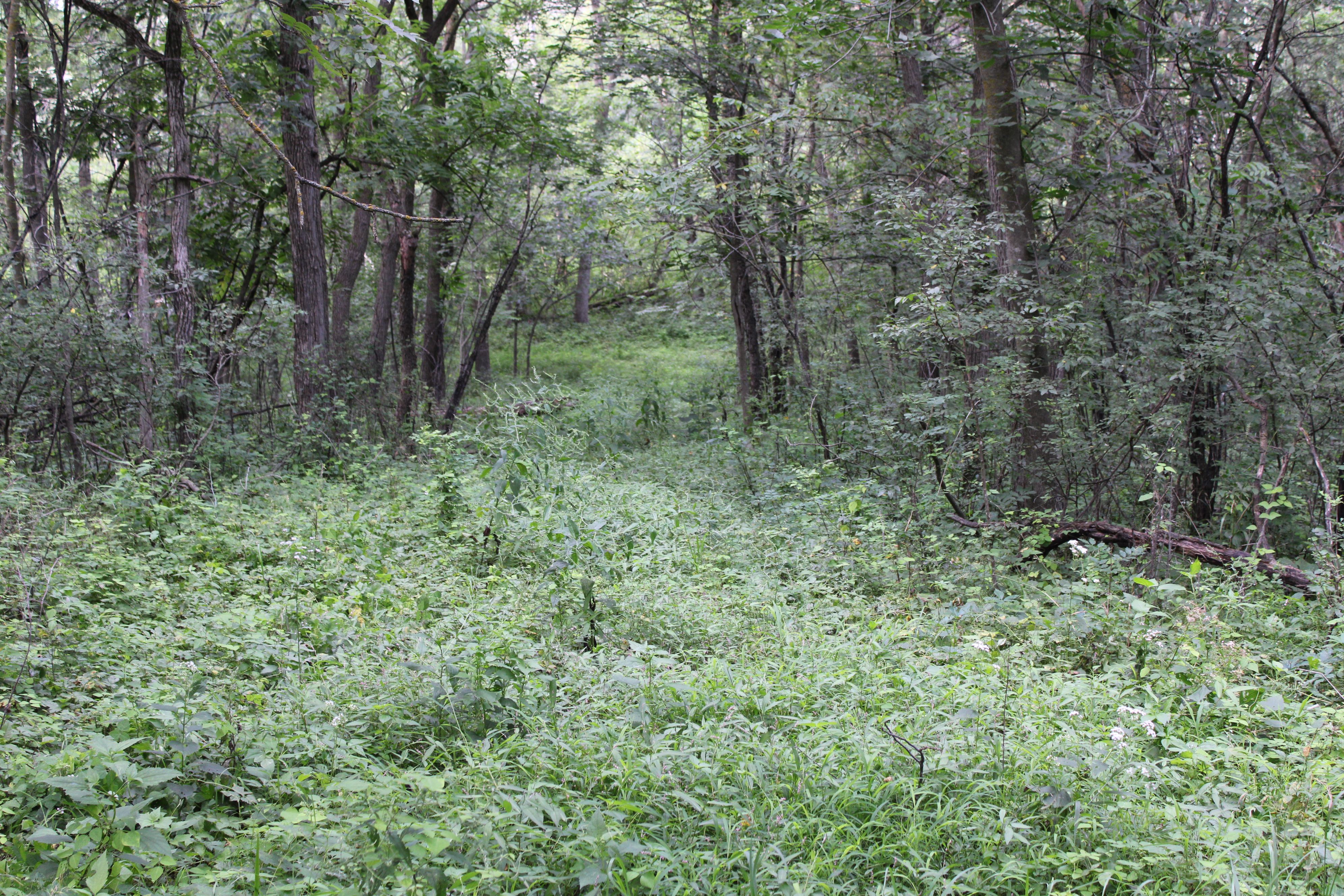 Listing Photo: Olmsted County Minnesota Land For Sale