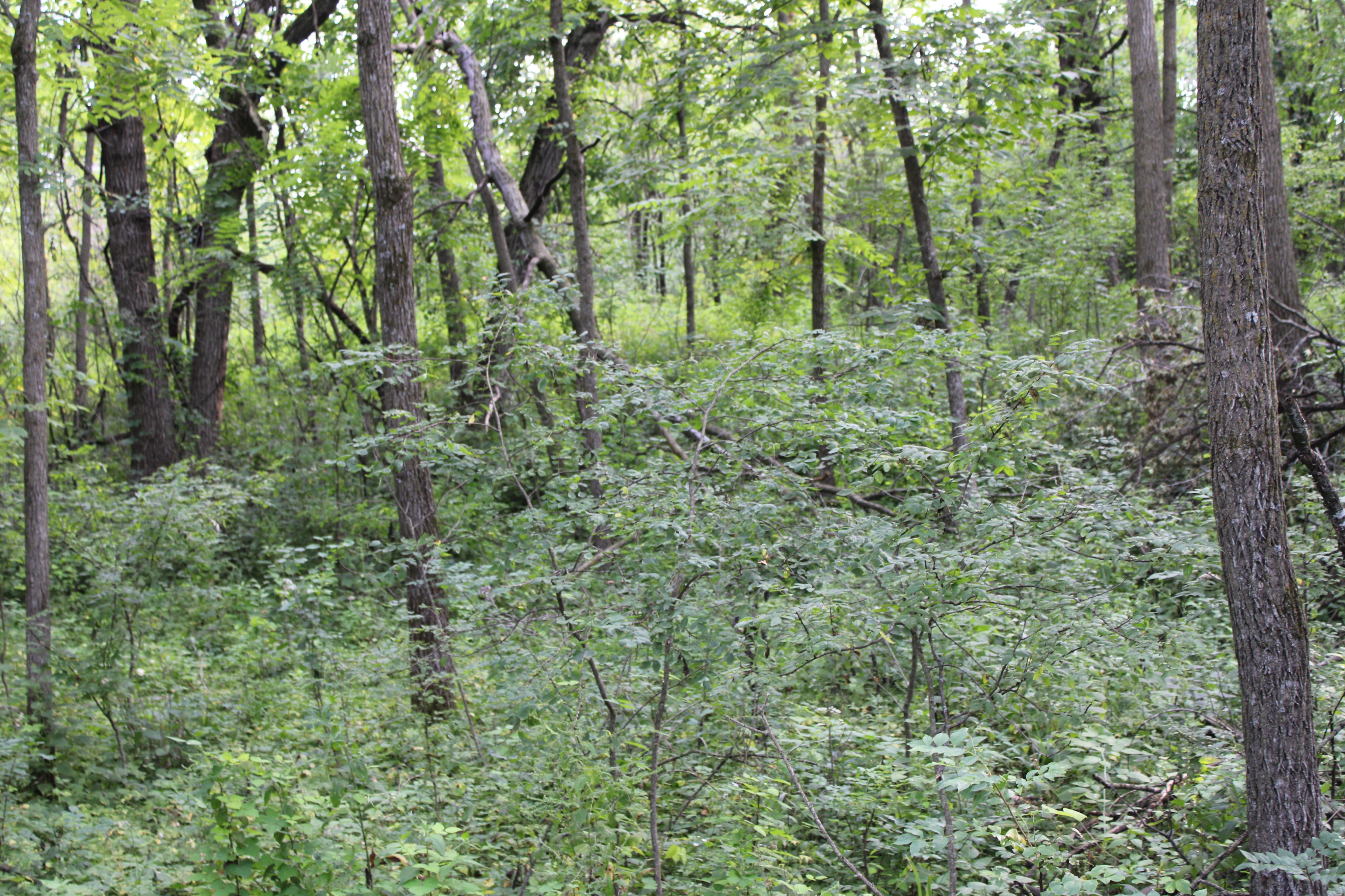 Listing Photo: Olmsted County Minnesota Land For Sale