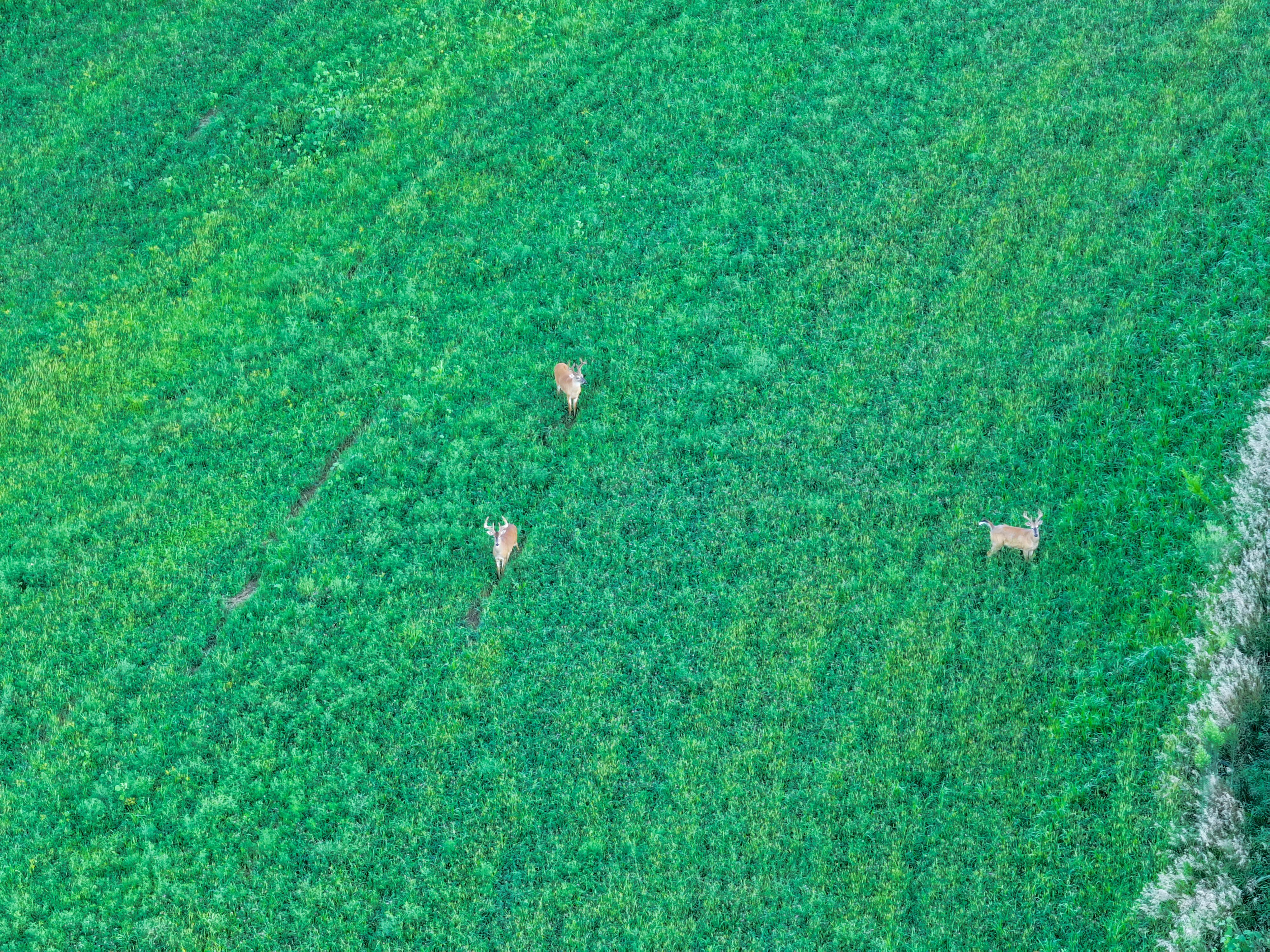 Listing Photo: DJI_20250813192714_0173_D