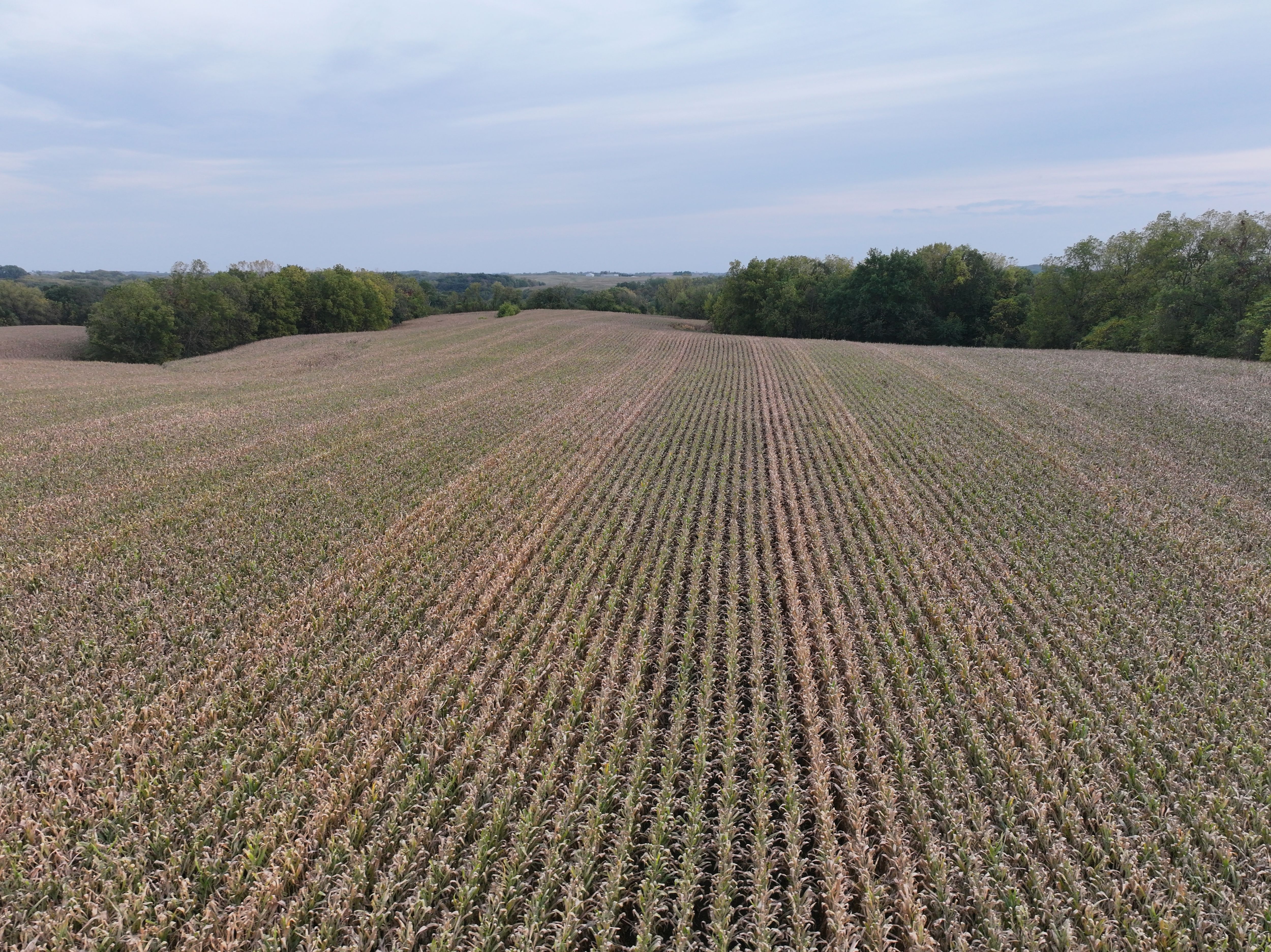 Listing Photo: Iowa-Corn-Farmland-For-Sale