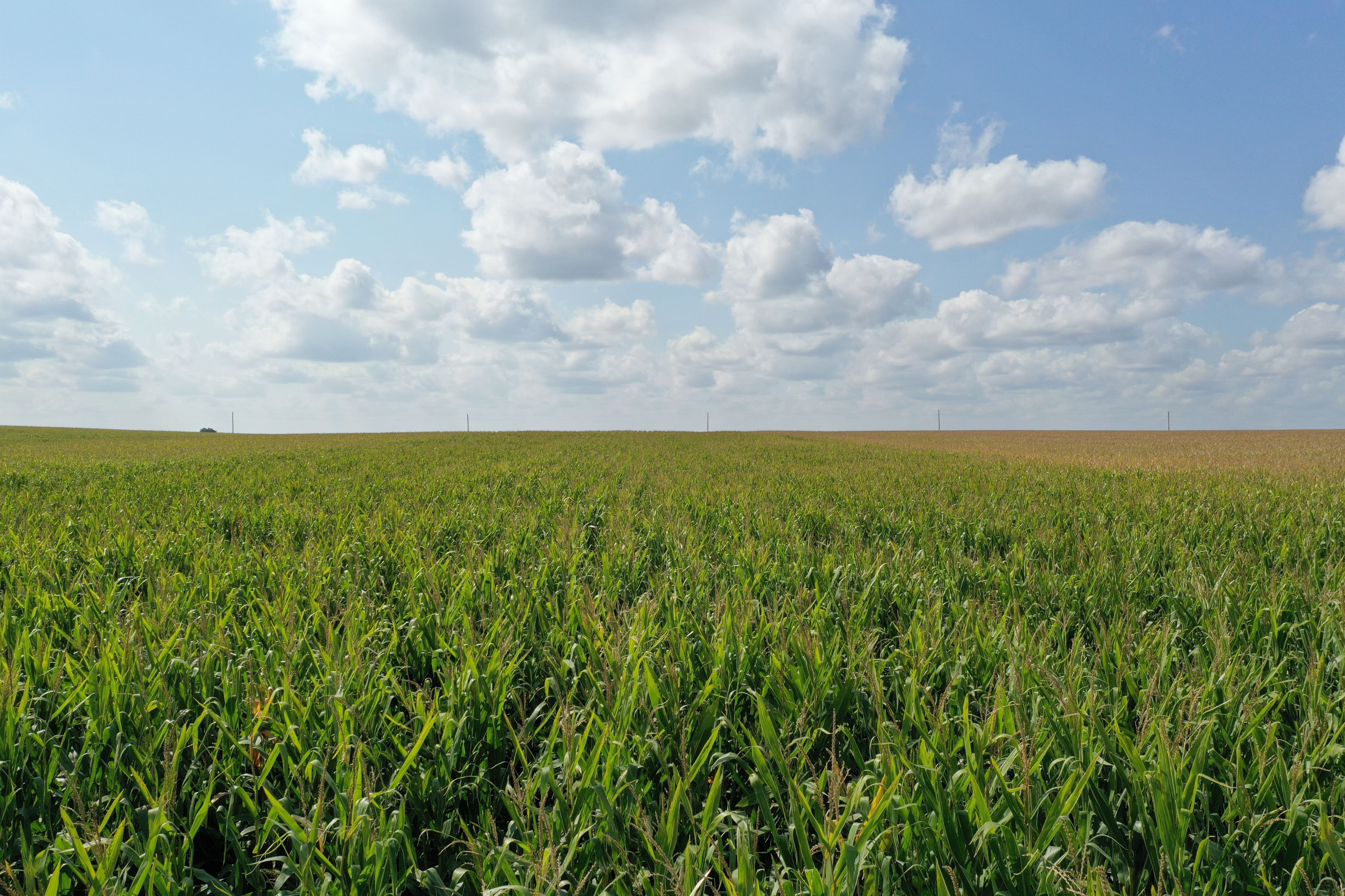 Listing Photo: Butler-County-IA-Farmland-For-Sale