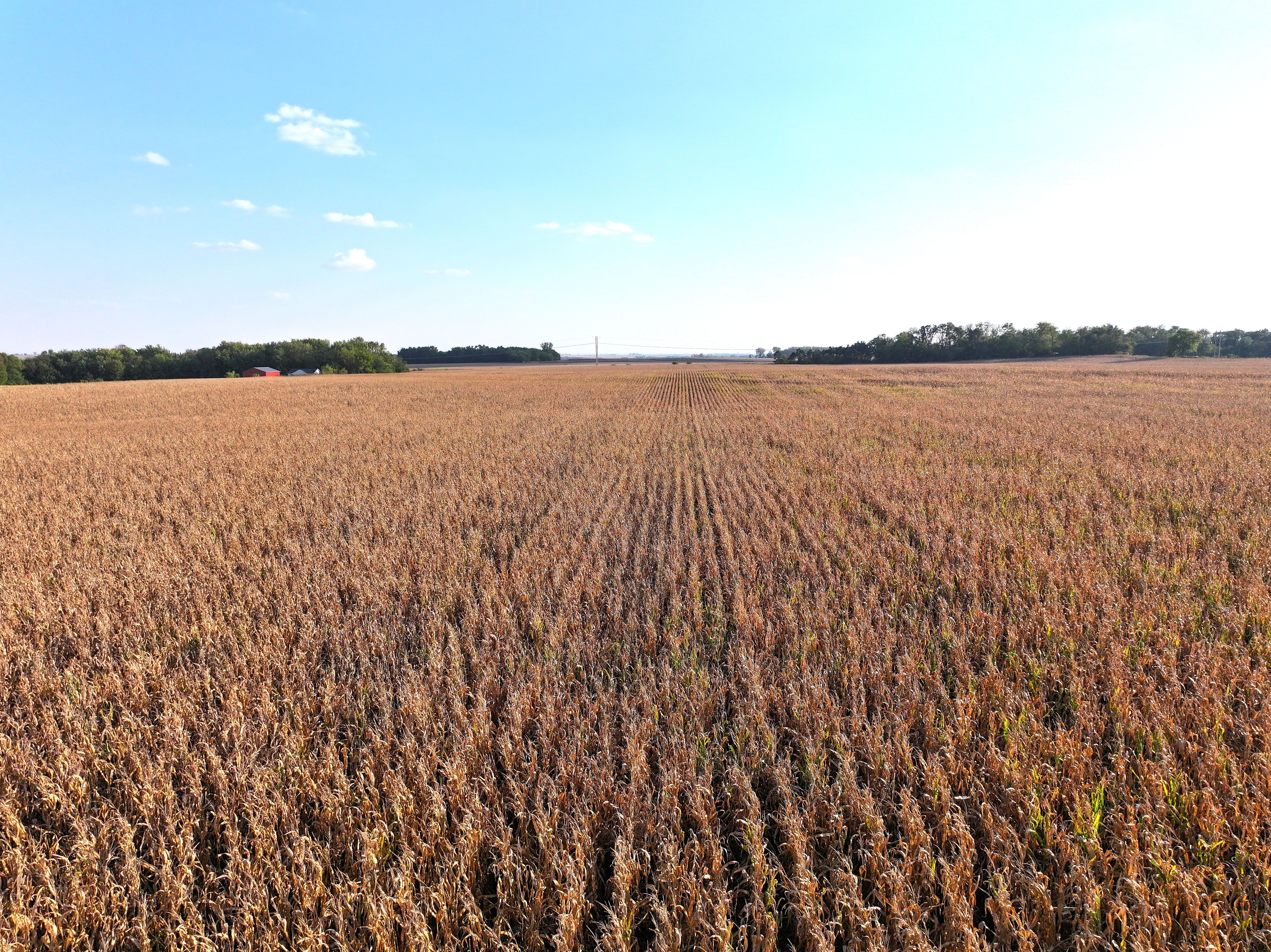 Listing Photo: Corn-Land-For-Sale