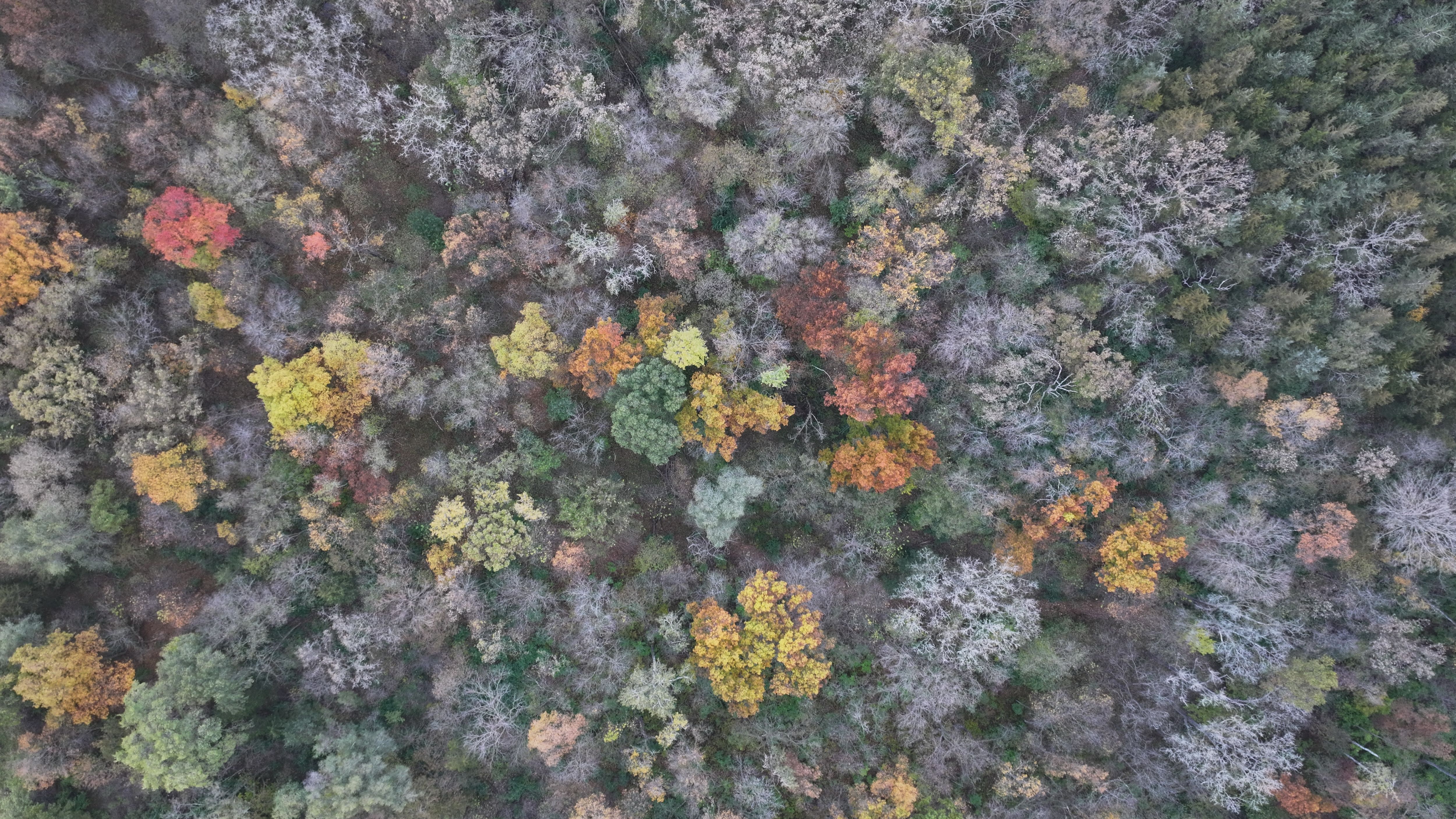 Listing Photo: DJI_20251028074201_0195_D