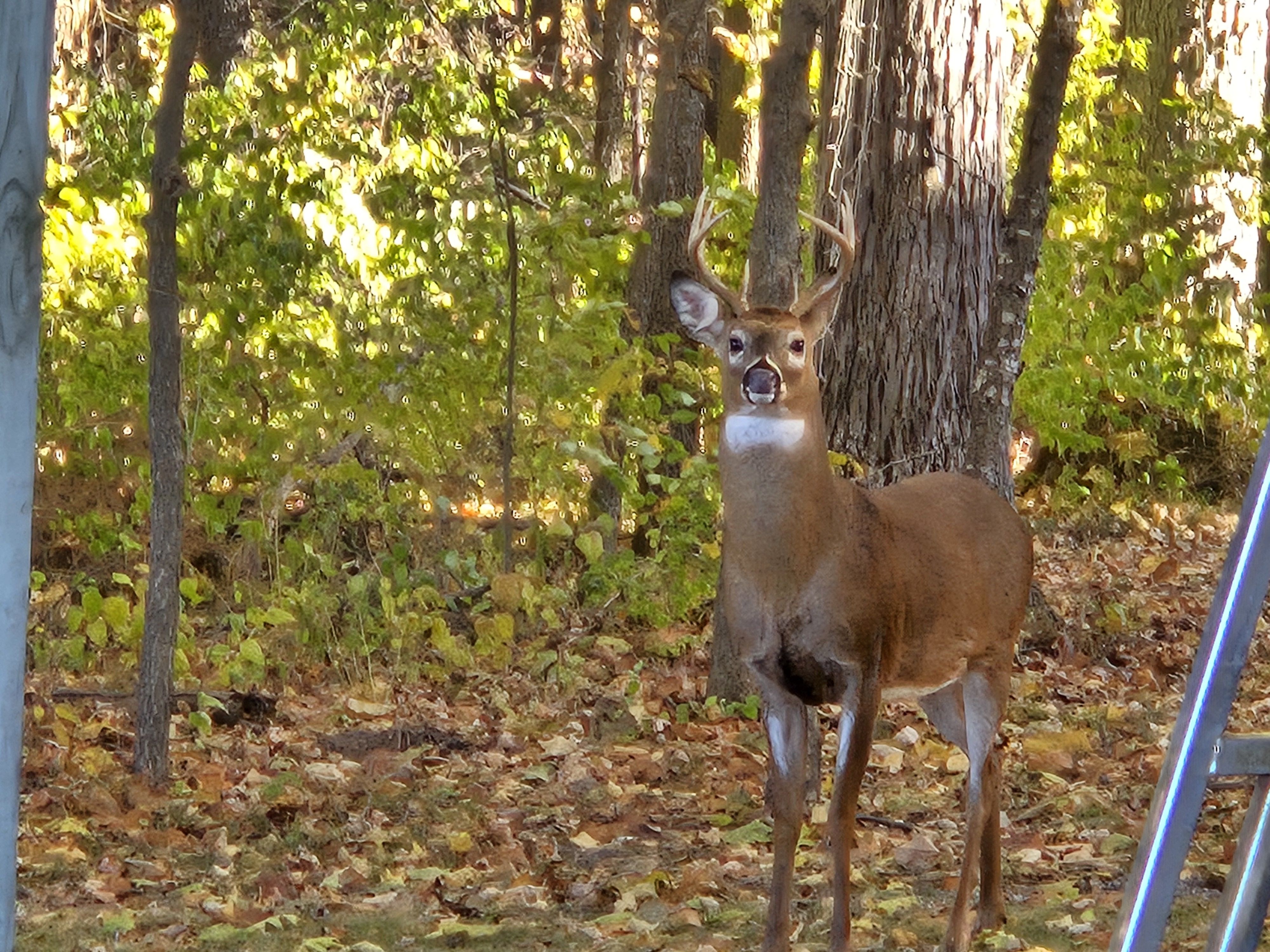 Listing Photo: 20251107_091154