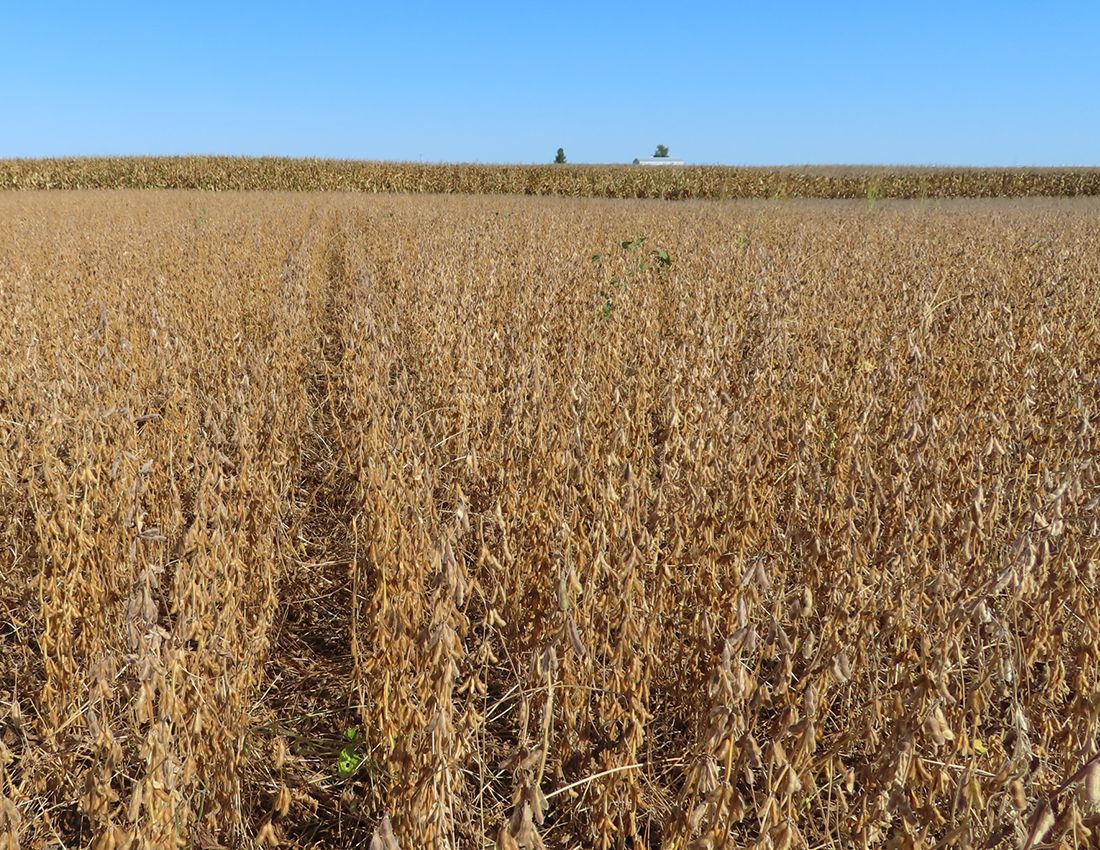 Listing Photo: Kania Livingston Farm soybeans