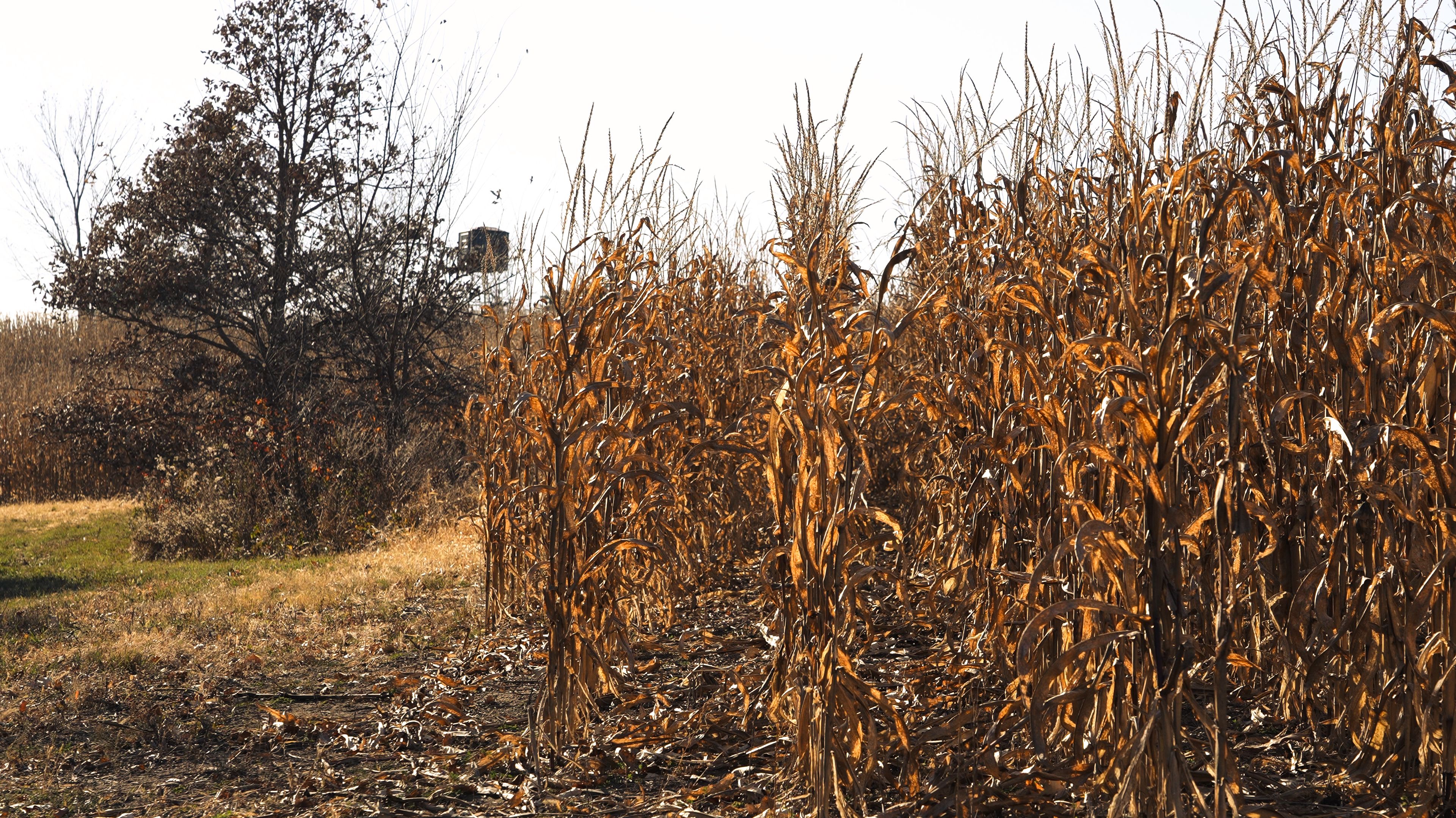 Listing Photo: C7931