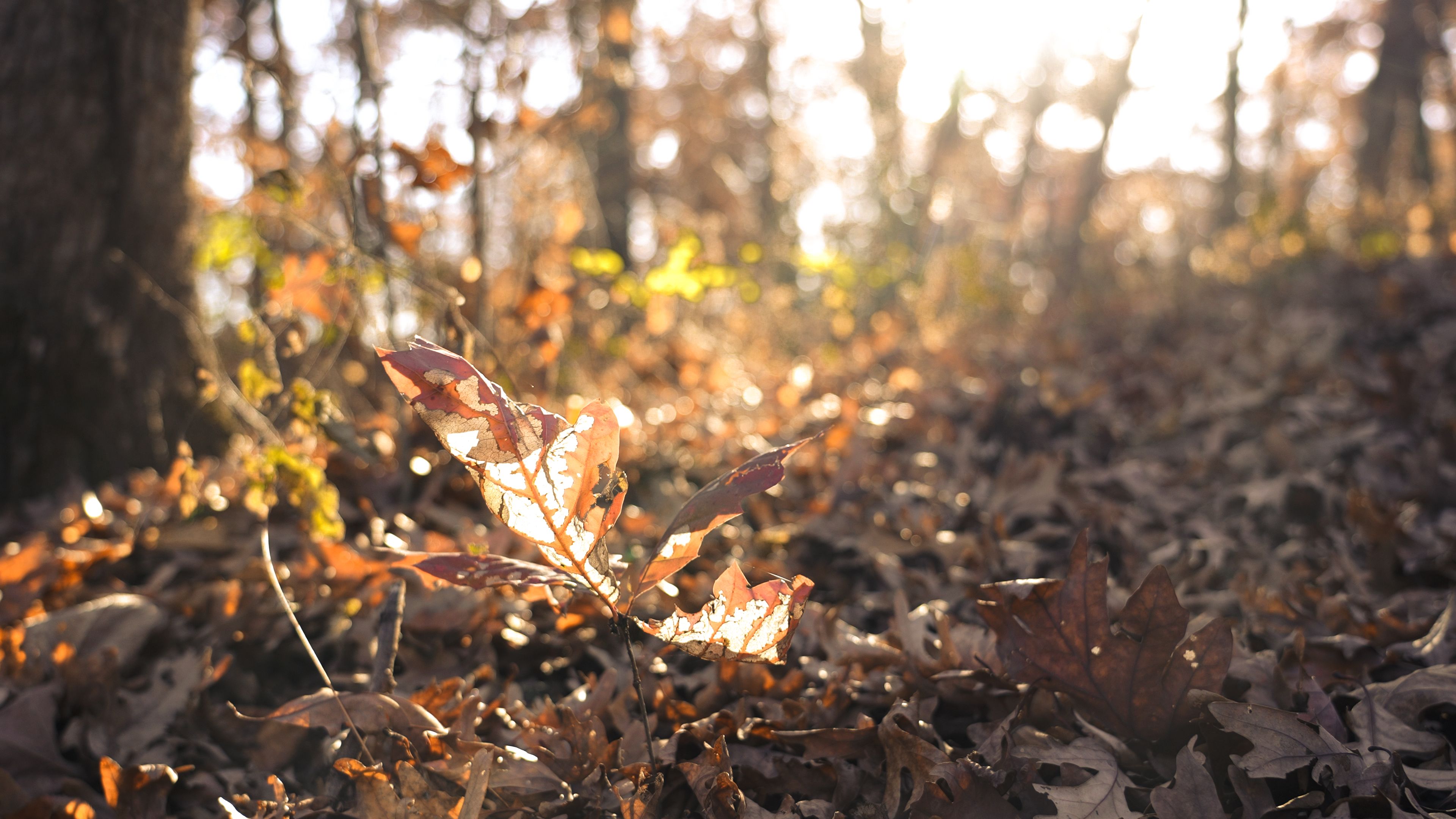 Listing Photo: C7941