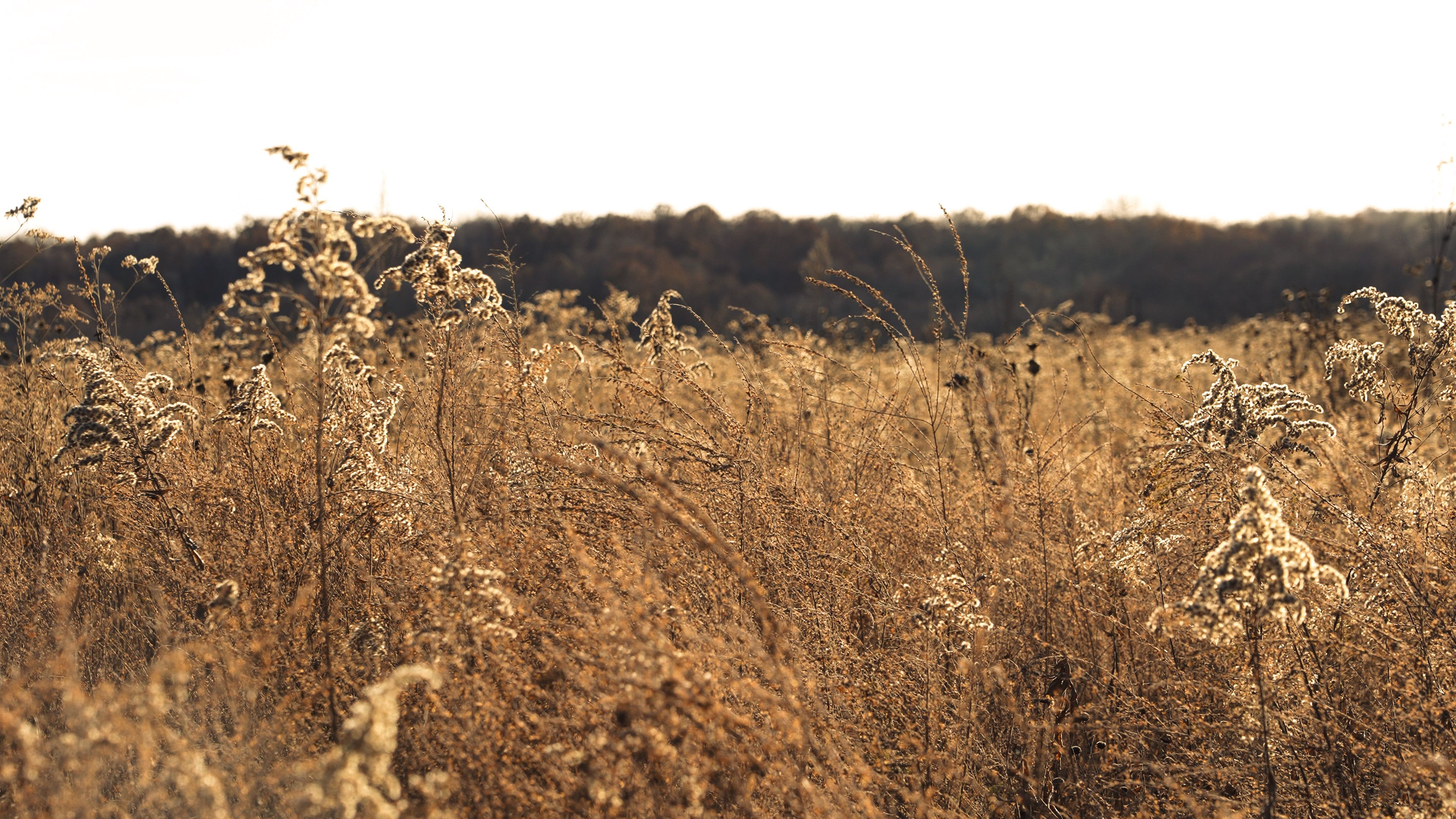 Listing Photo: C7962