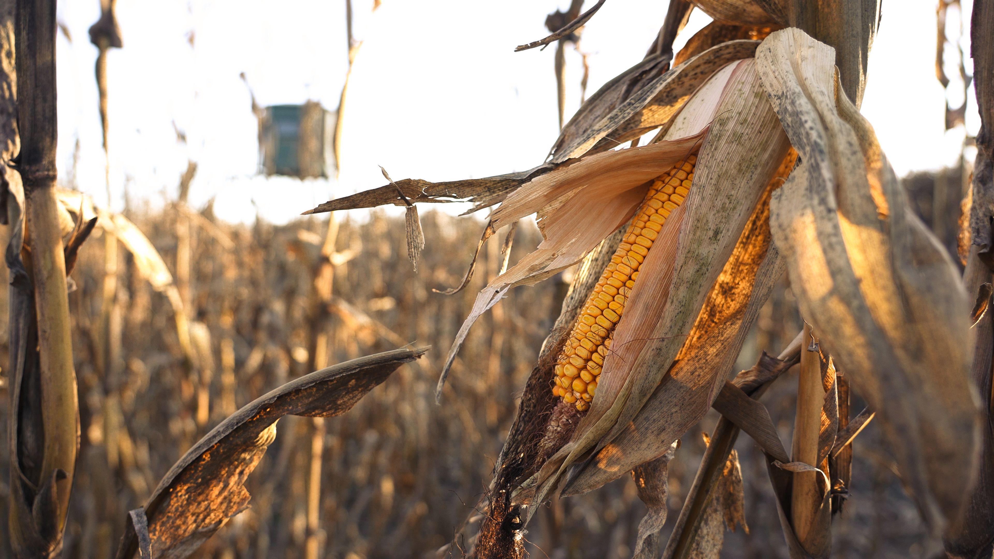 Listing Photo: C7975