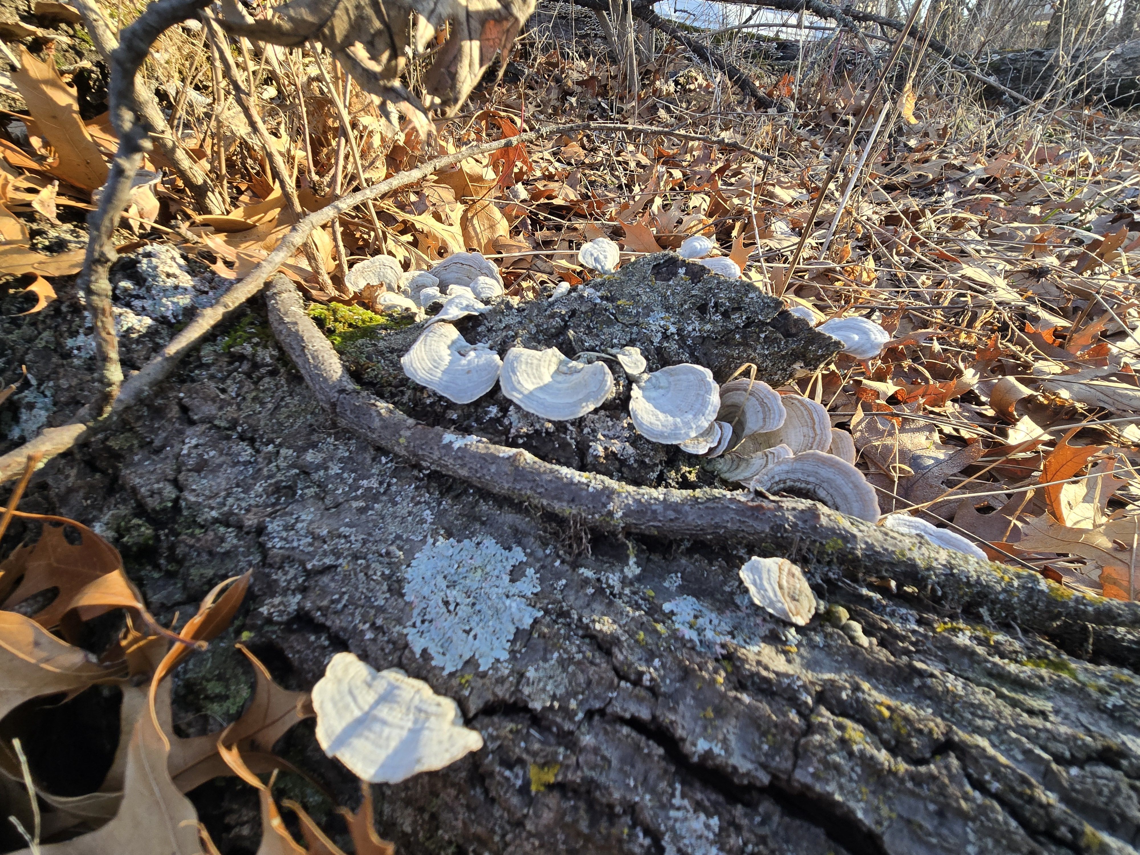 Listing Photo: 20260308_090402