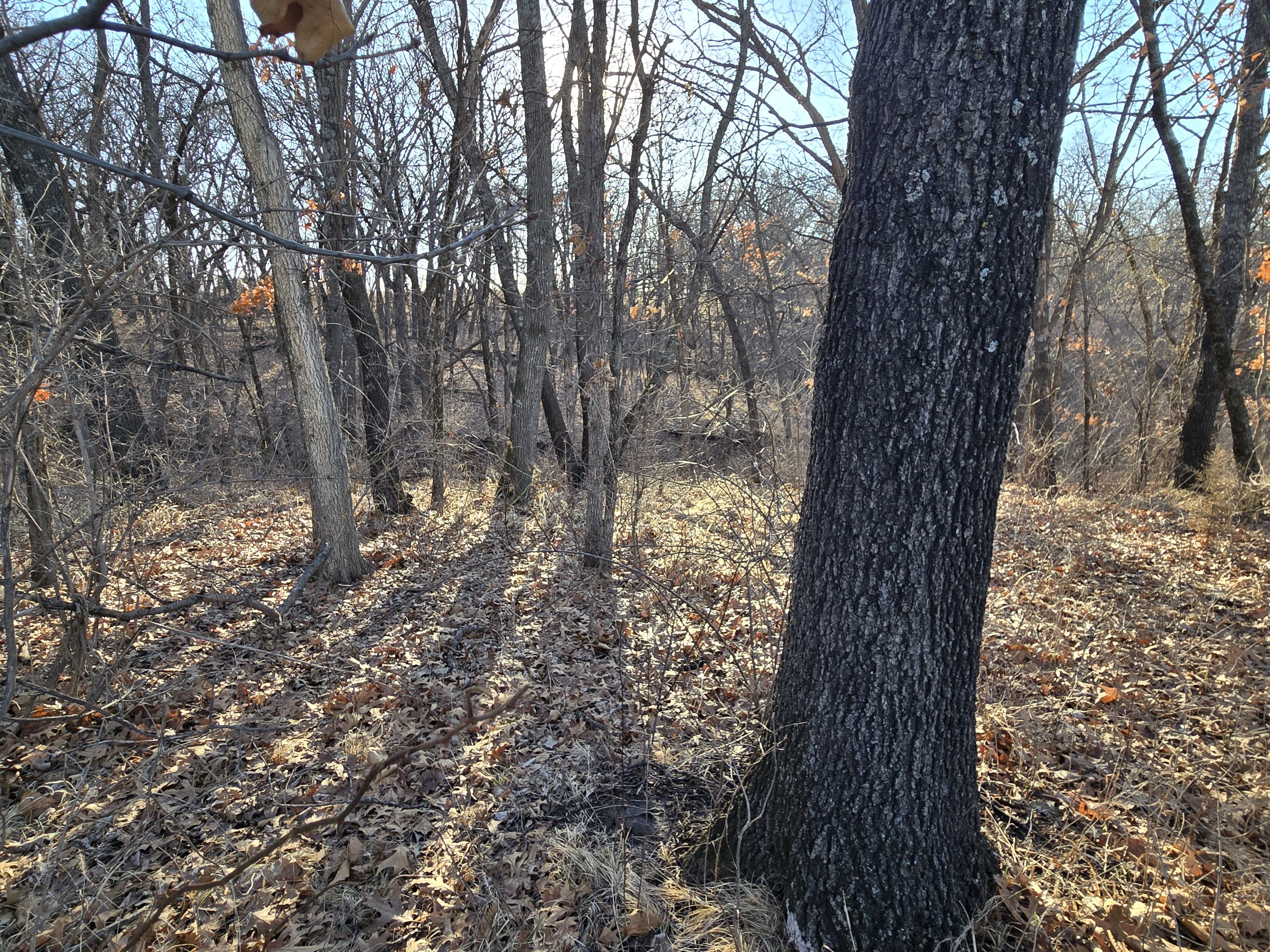 Listing Photo: 20260308_090518