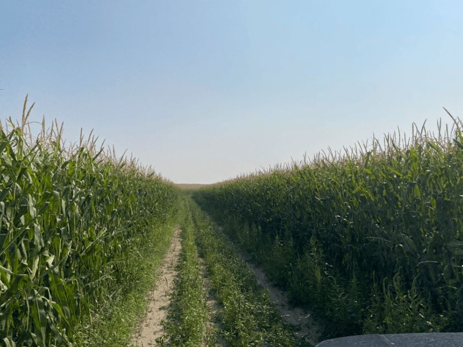Listing Photo: custer-county-ne-136.85-acres