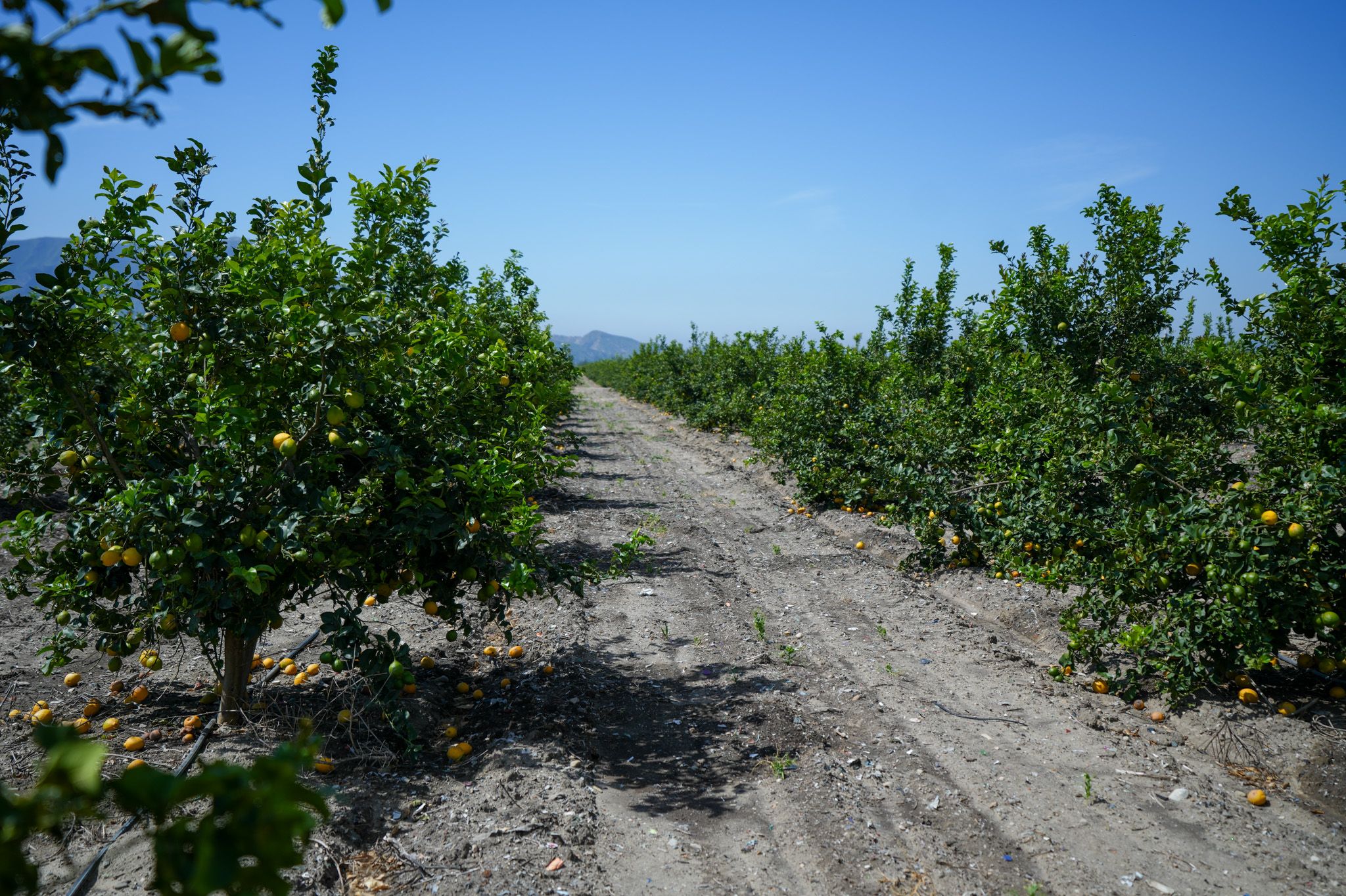 Listing Photo: Ventura-County-306-Acres-Lemon-Grove-Sale