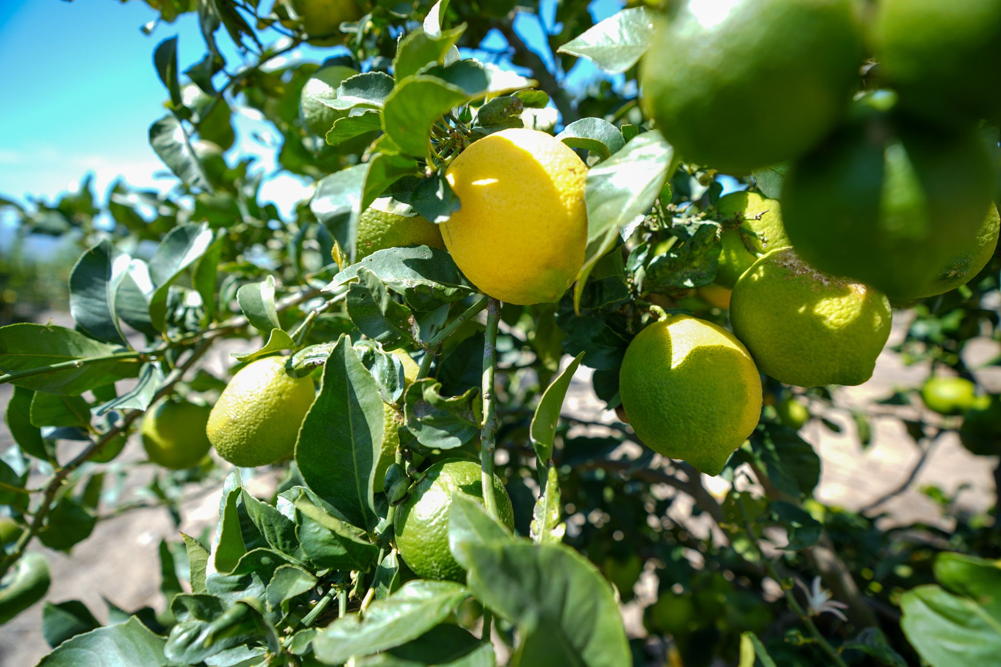 Listing Photo: Ventura-County-306-Acres-Lemon-Grove-Sale