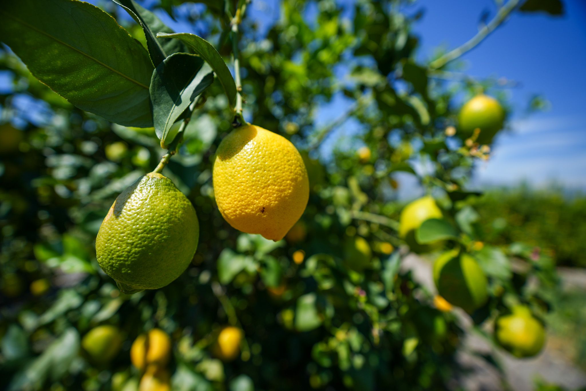 Listing Photo: Ventura-County-306-Acres-Lemon-Grove-Sale