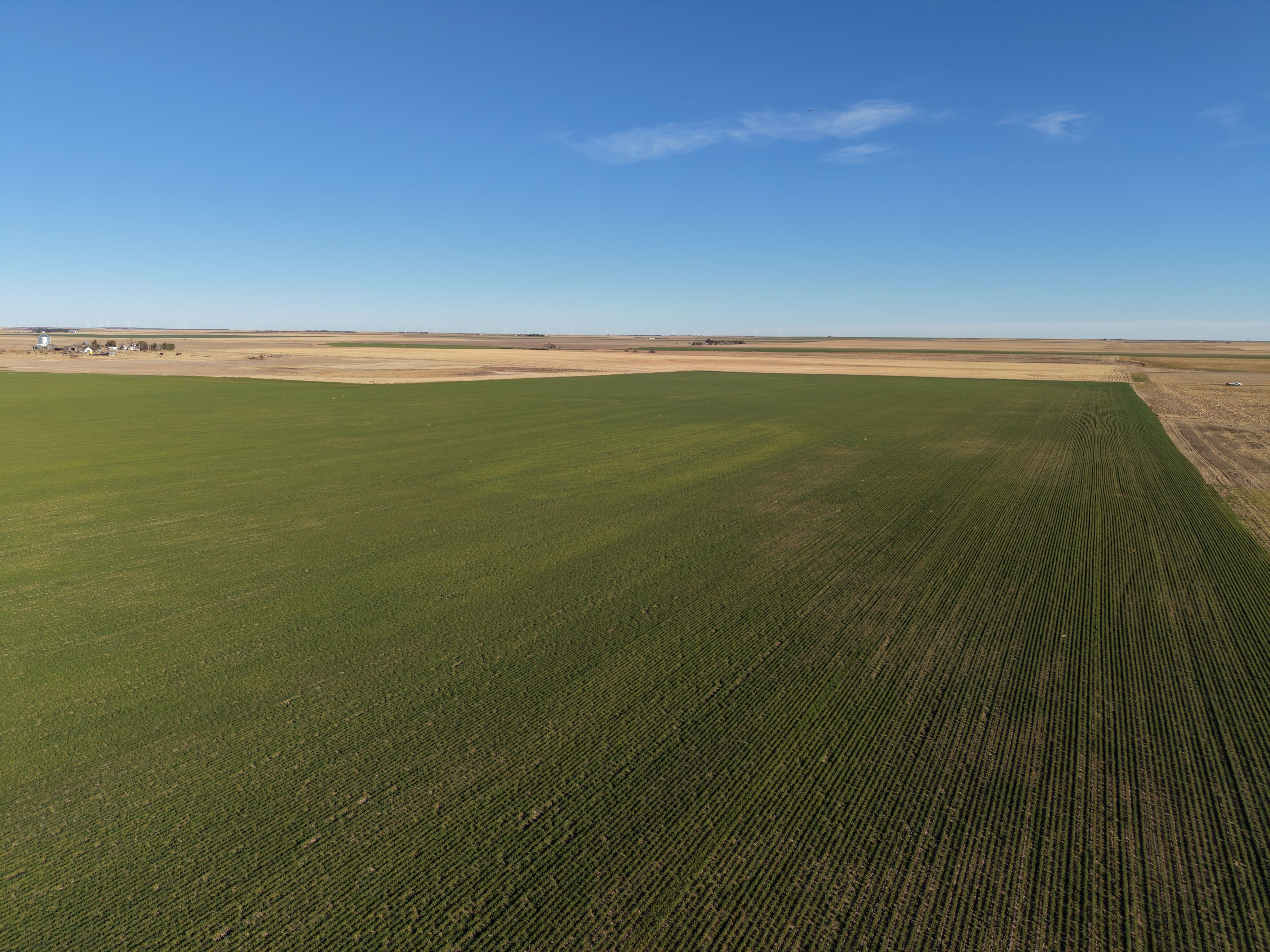Listing Photo: View of planted wheat - looking north