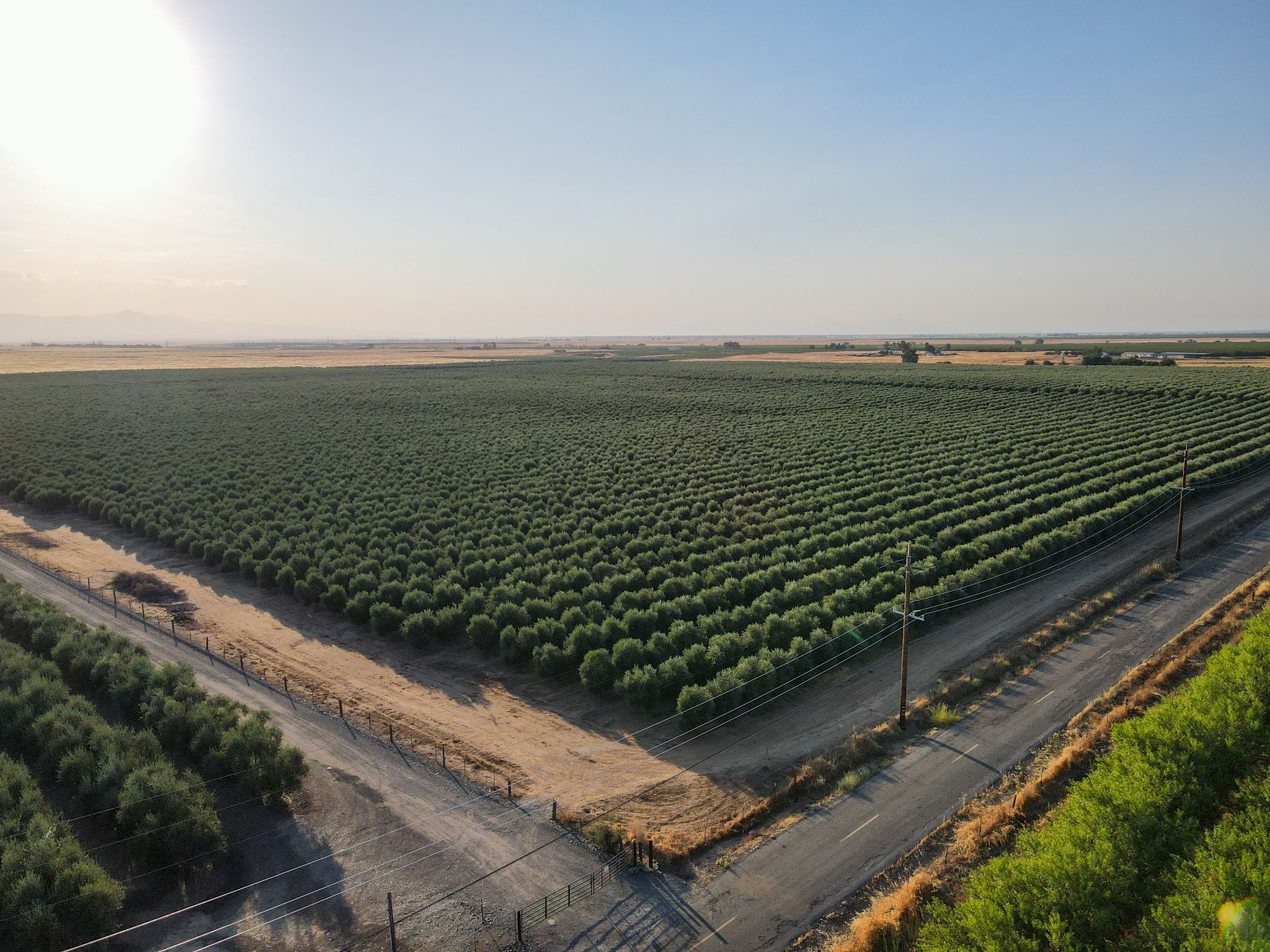 Listing Photo: Rawson-Rd-Olives-Sale