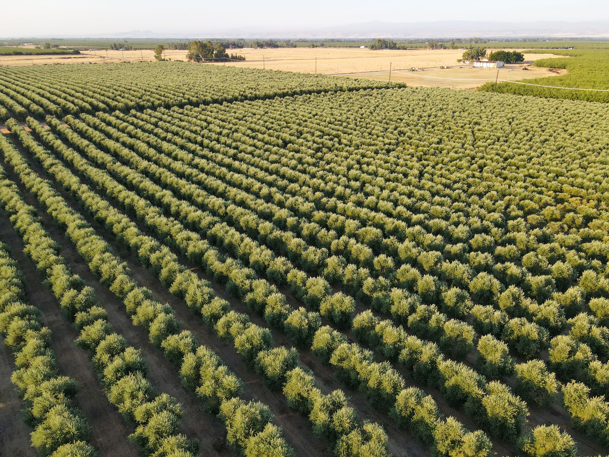 Listing Photo: Rawson-Rd-Olives-Sale