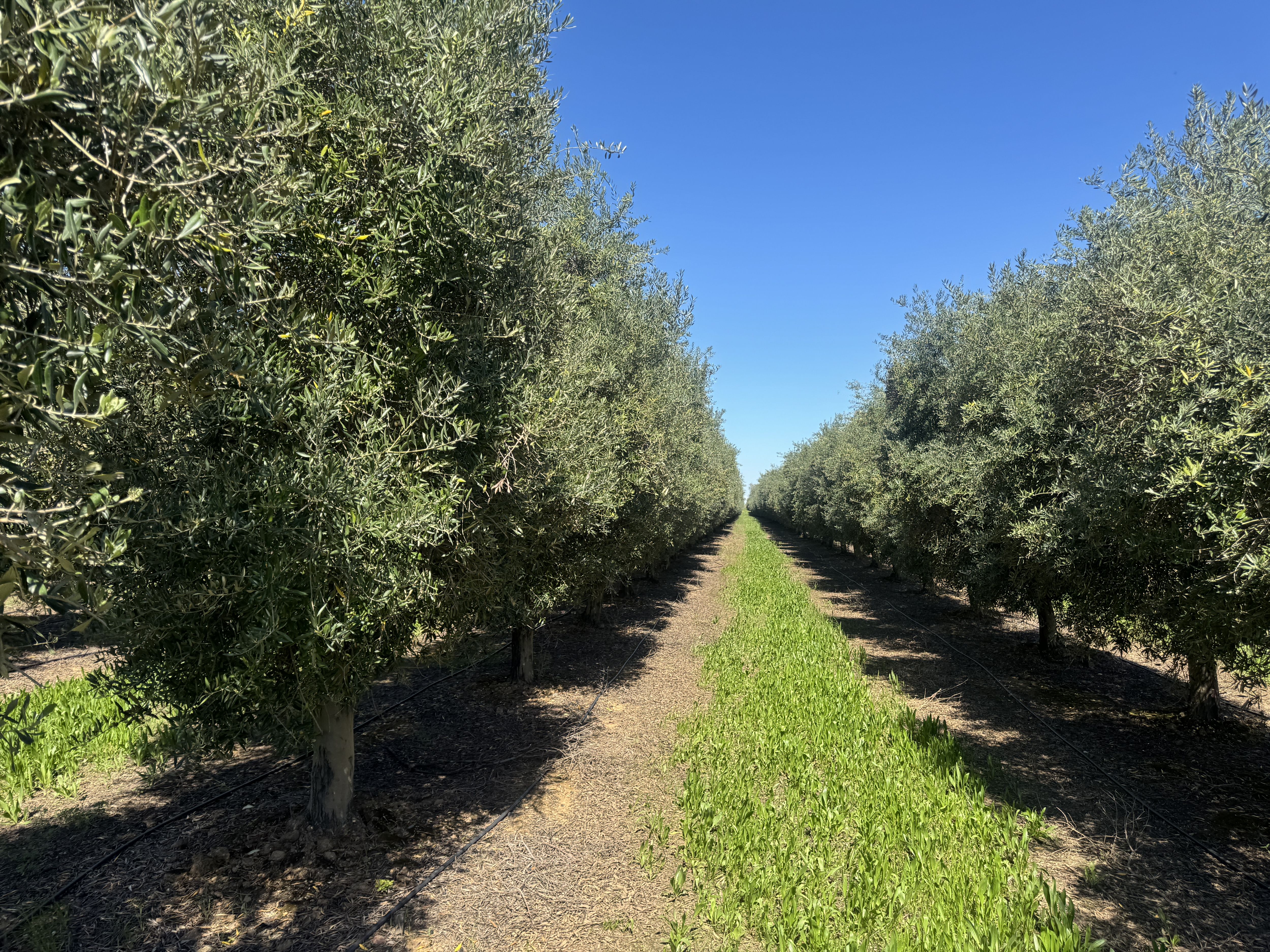 Listing Photo: Rawson-Rd-Olives-Sale