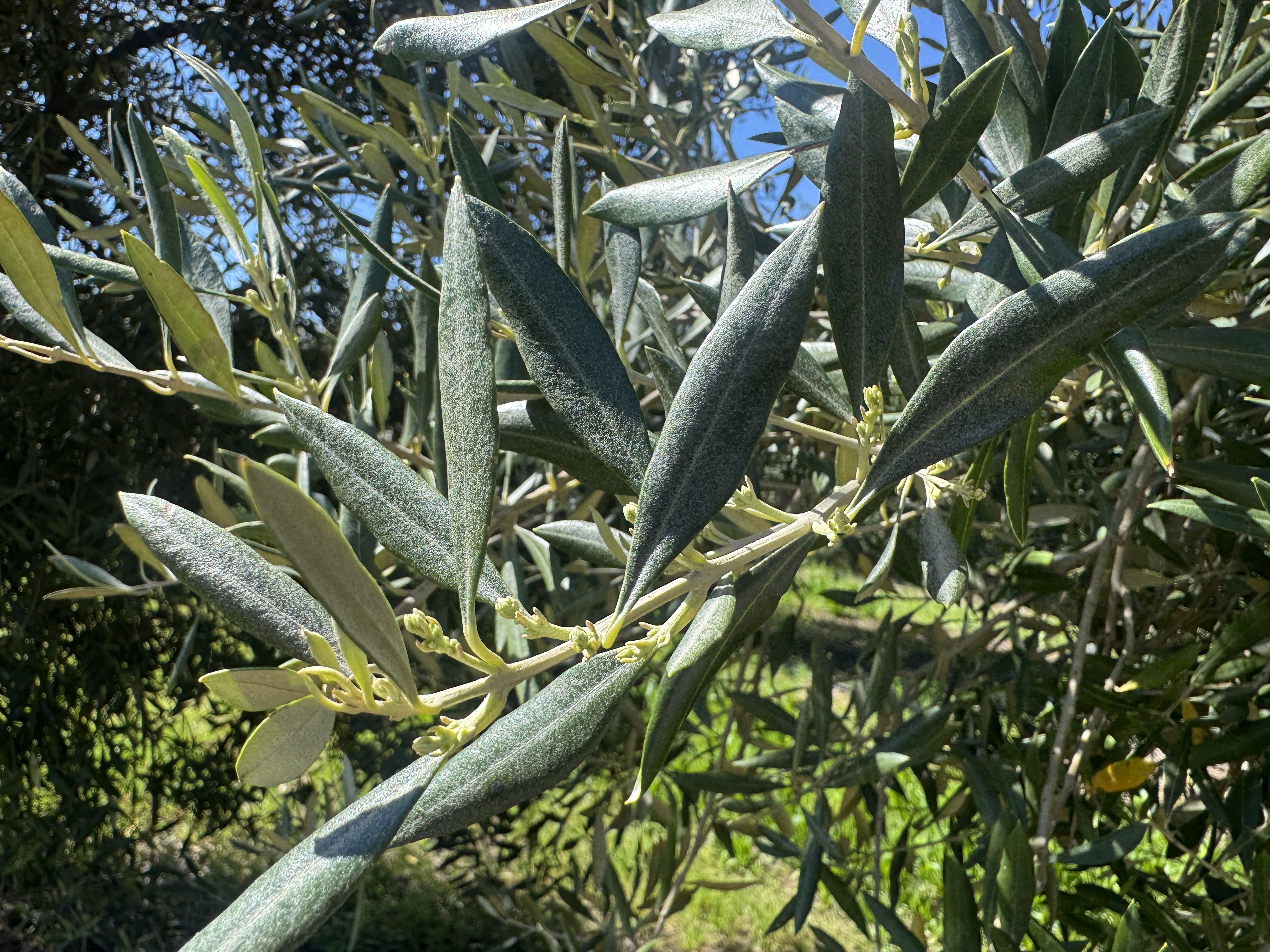 Listing Photo: Rawson-Rd-Olives-Sale