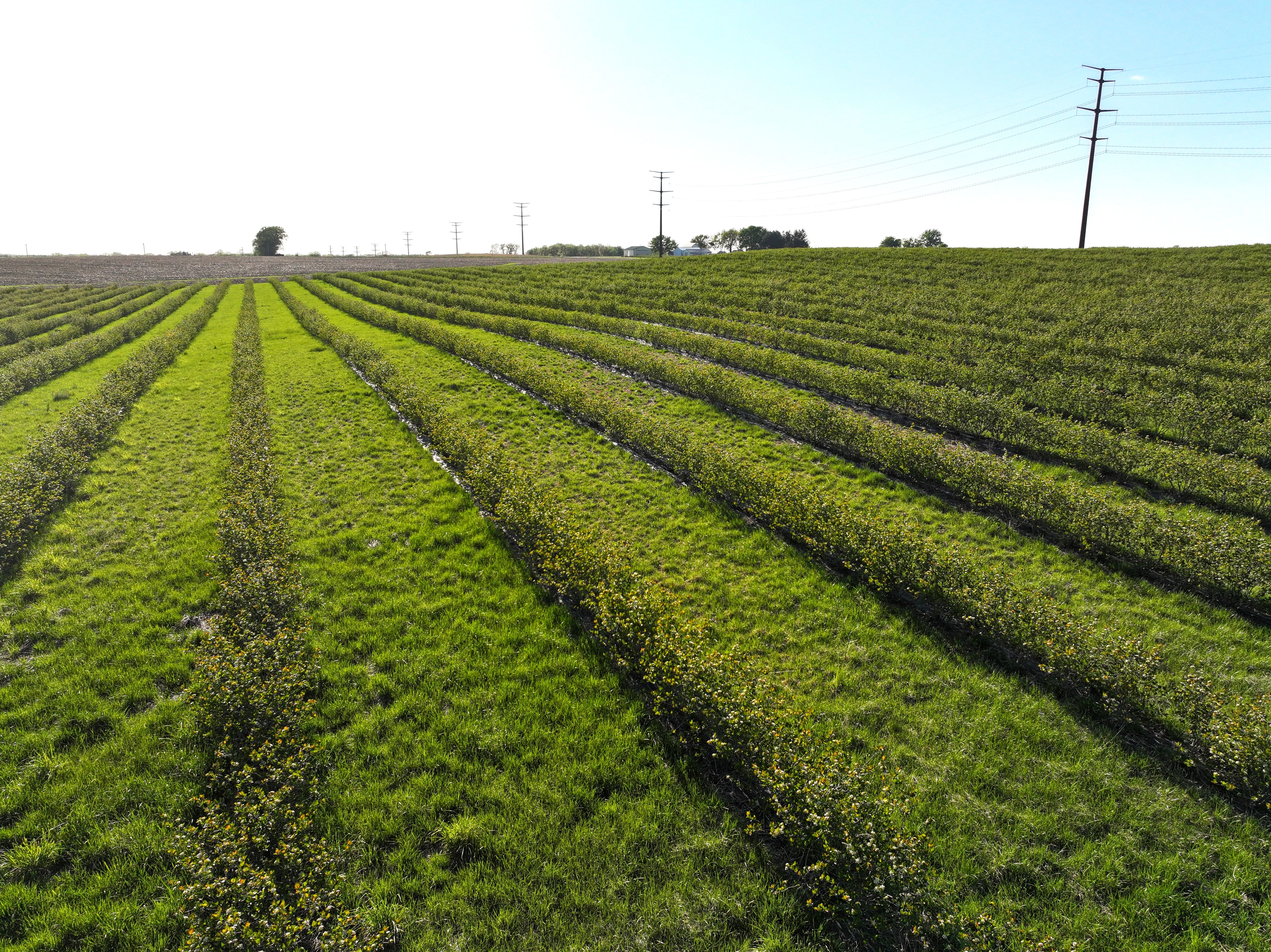 Listing Photo: Aronia-Berry-Farm-For-Sale