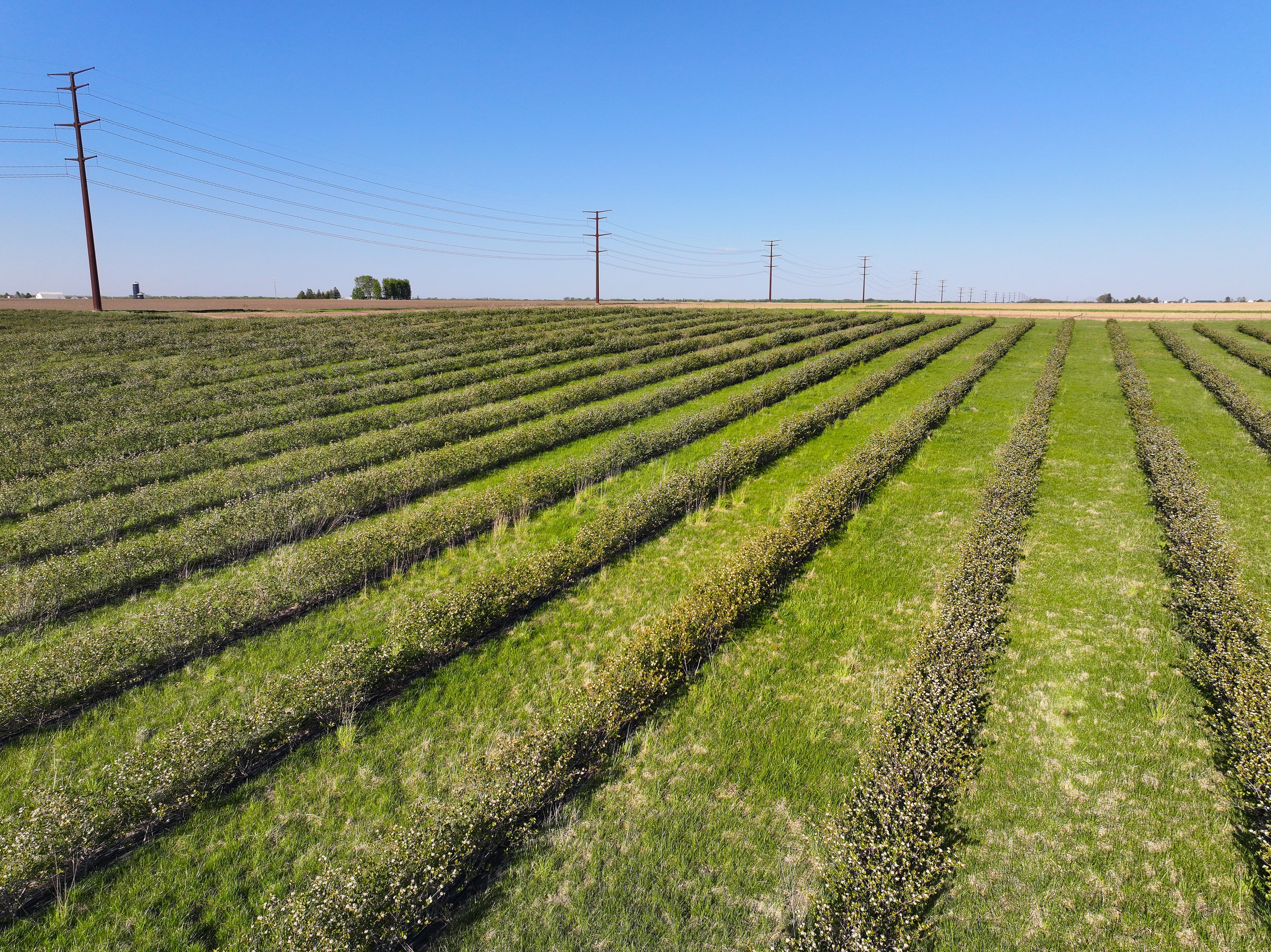 Listing Photo: Land-For-Sale-In-Iowa