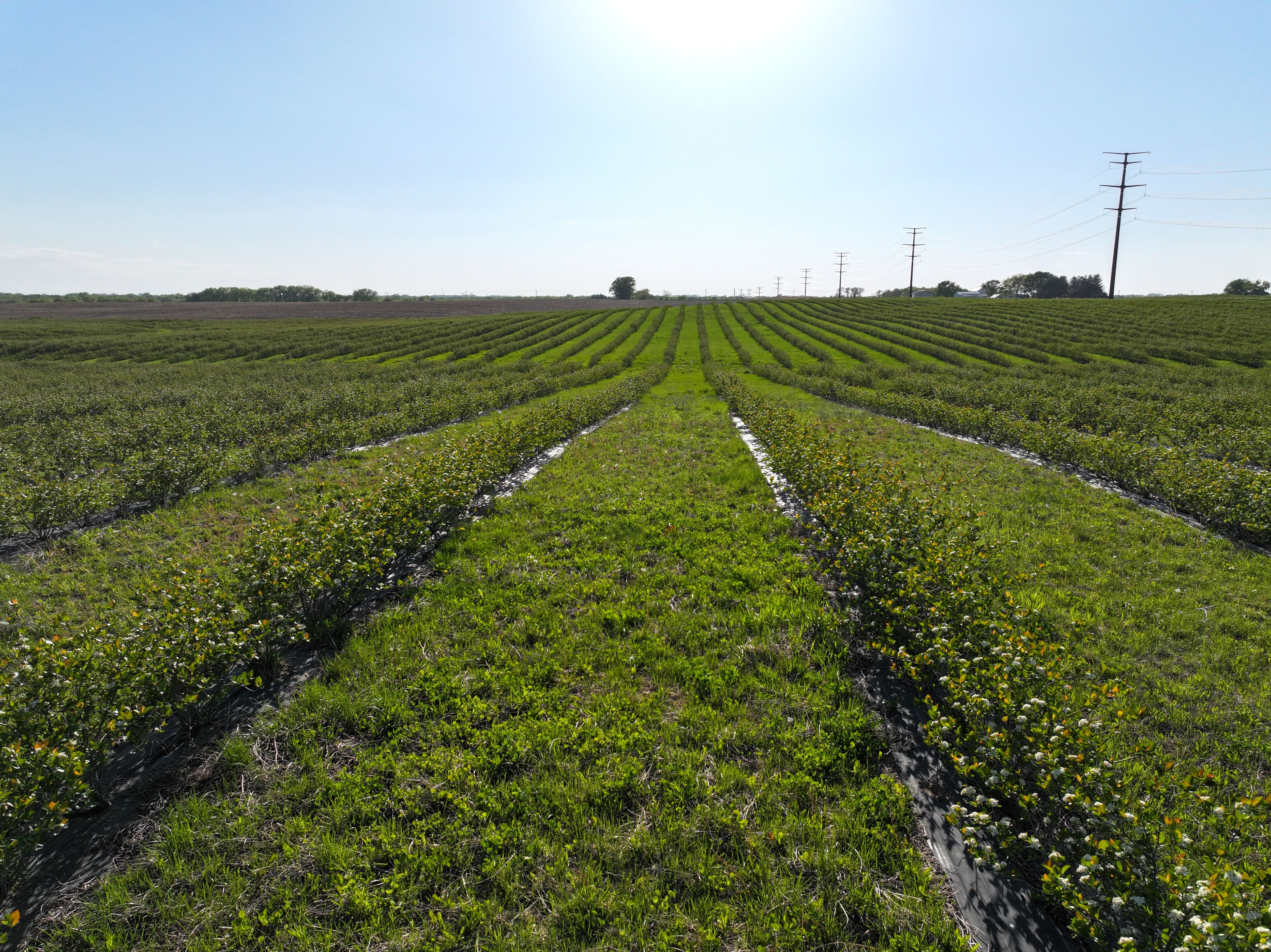Listing Photo: Black Hawk County, Iowa Farm For Sale