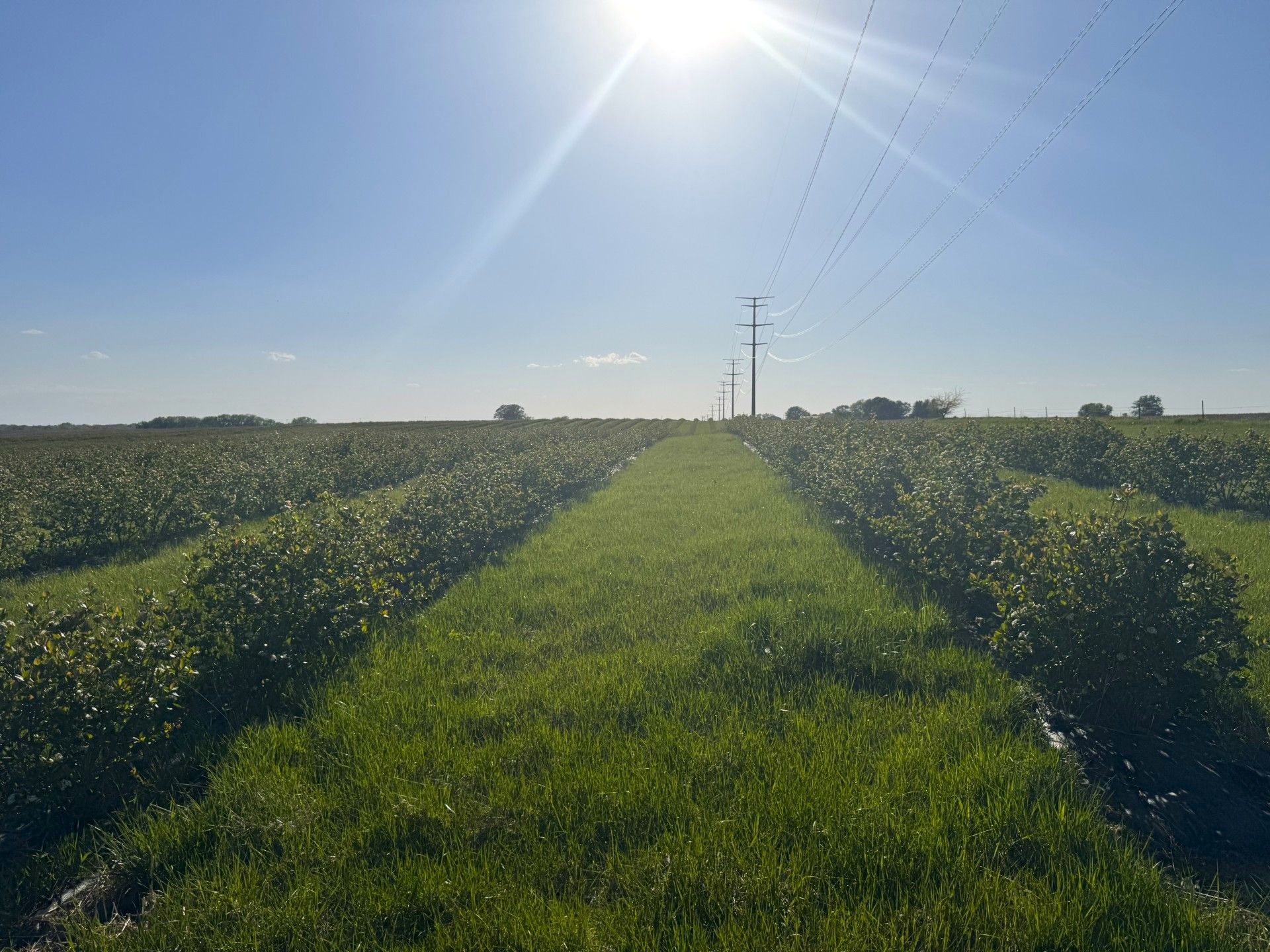 Listing Photo: Aronia Berry Land For Sale High Line