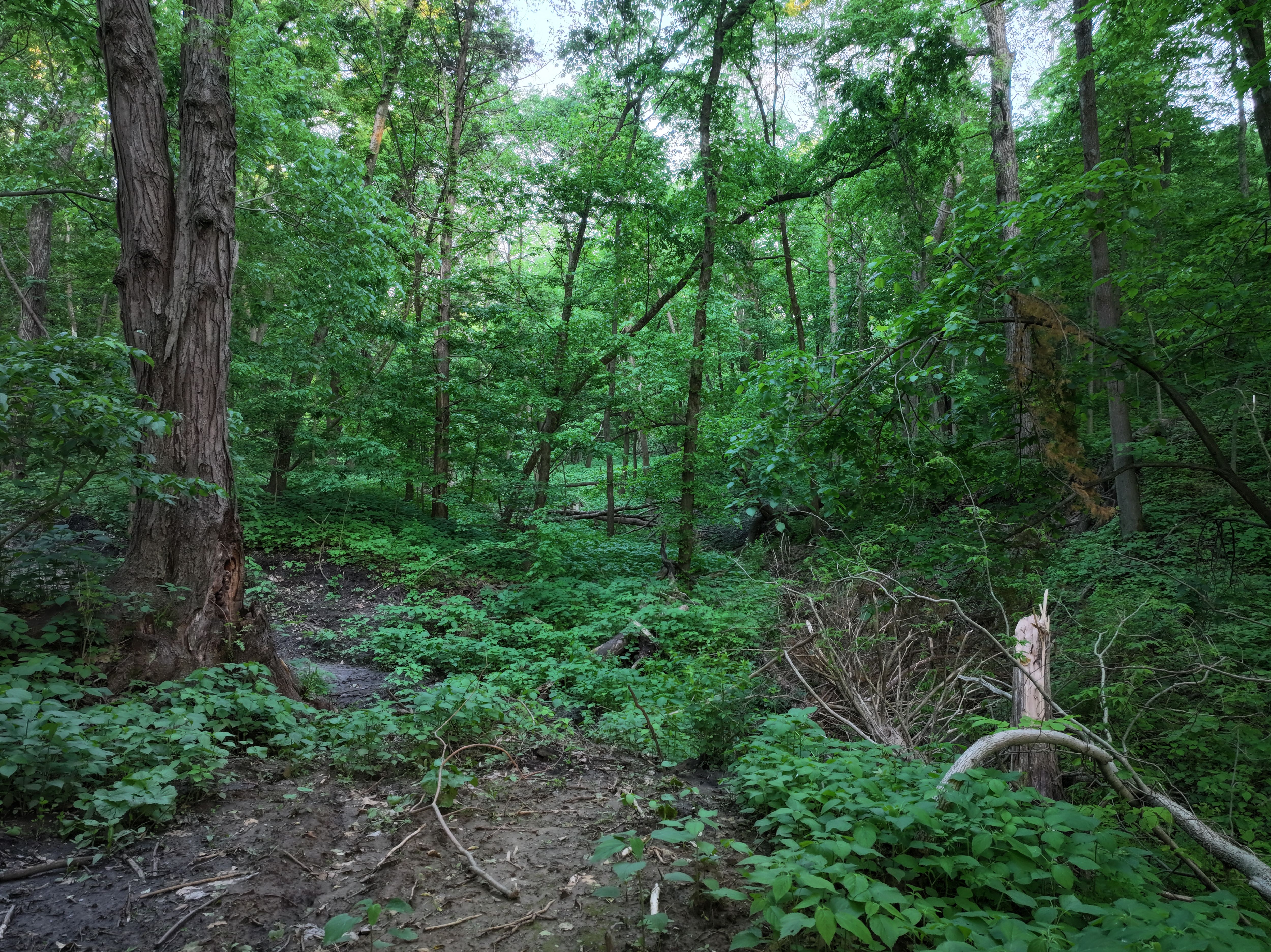 Listing Photo: Mercer-County-Land-For-Sale